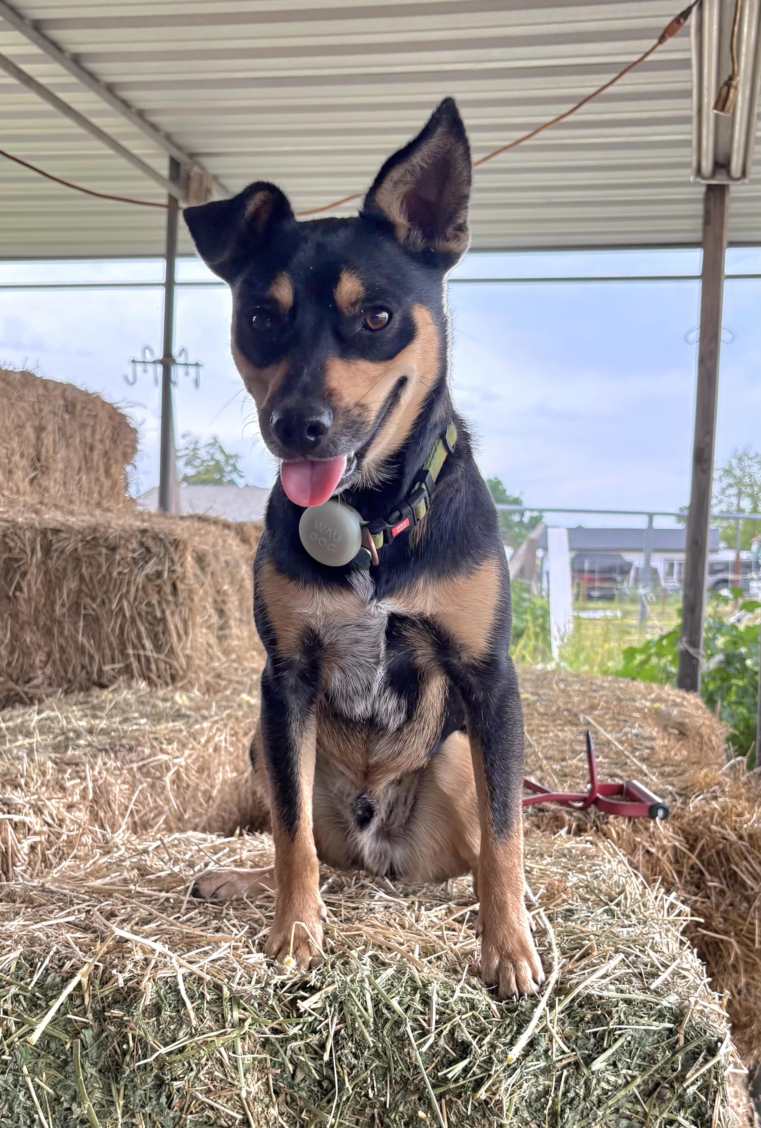 Enlarge Nikki, a ADOPTABLE mixed breed in Tracy, CA image 2/4