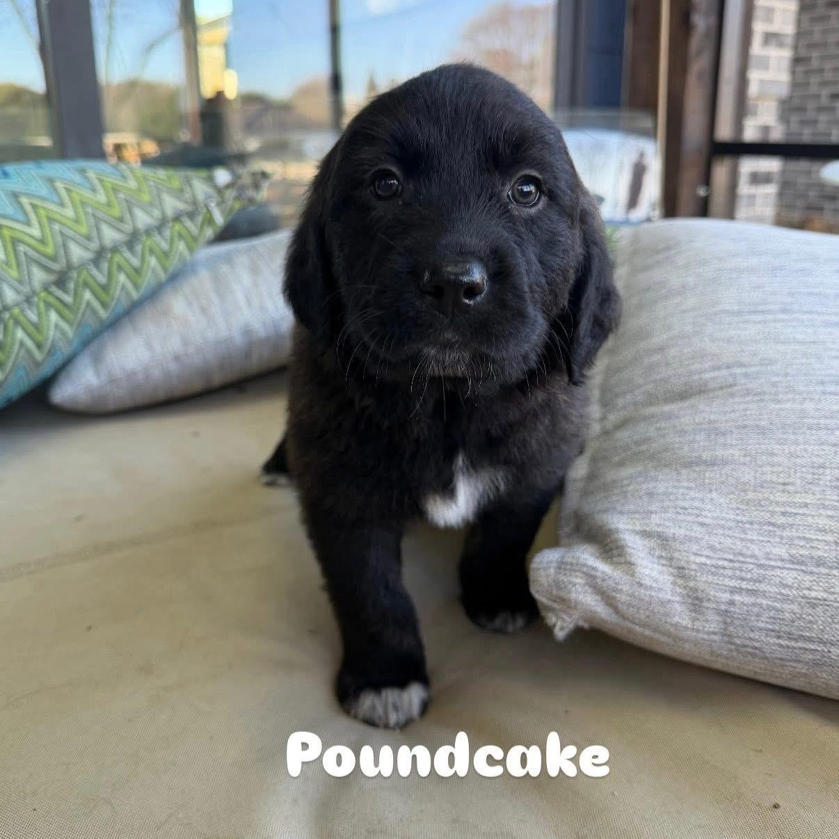 Enlarge Poundcake , a Adoptable mixed breed in Charlotte, NC image 1/3