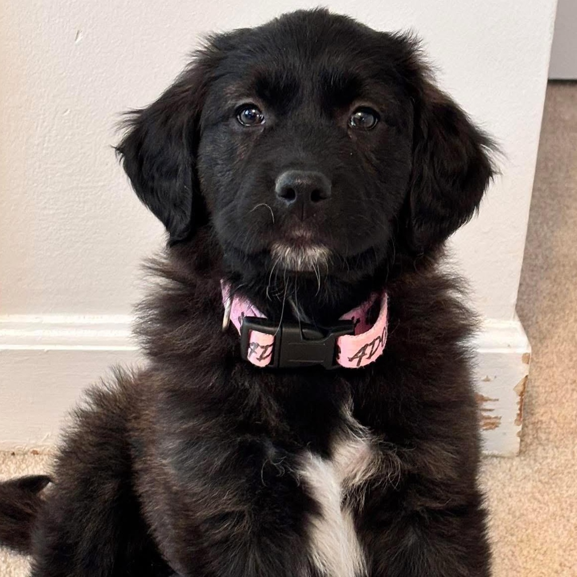 Poundcake , Adoptable, Puppy Female Great Pyrenees & Husky.