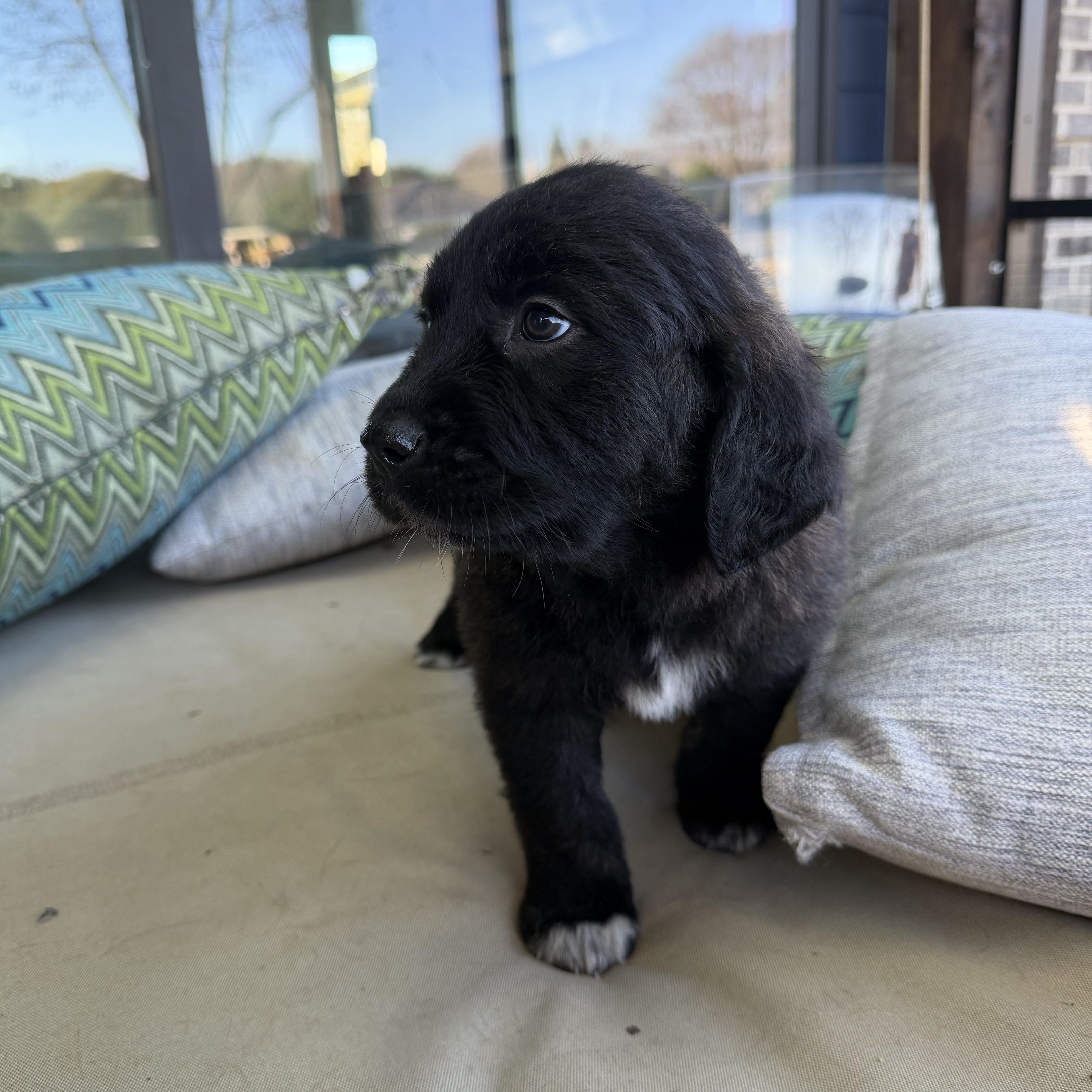 Enlarge Poundcake , a Adoptable mixed breed in Charlotte, NC image 2/3