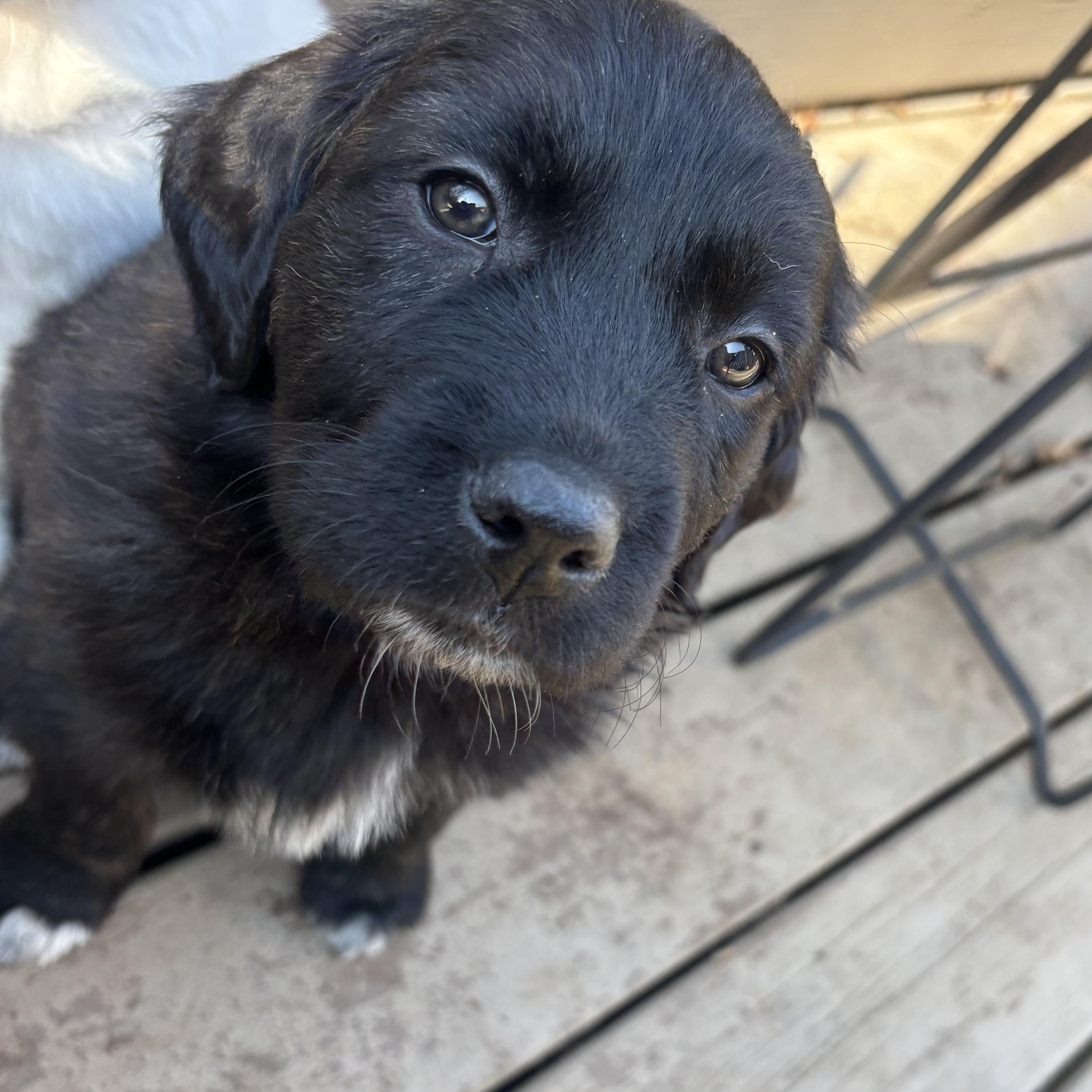 Enlarge Poundcake , a Adoptable mixed breed in Charlotte, NC image 3/3