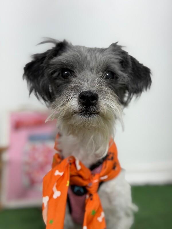 Enlarge Blossom-One of our Amazing Rescue Dogs, a Adoptable mixed breed in Las Vegas, NV image 1/1