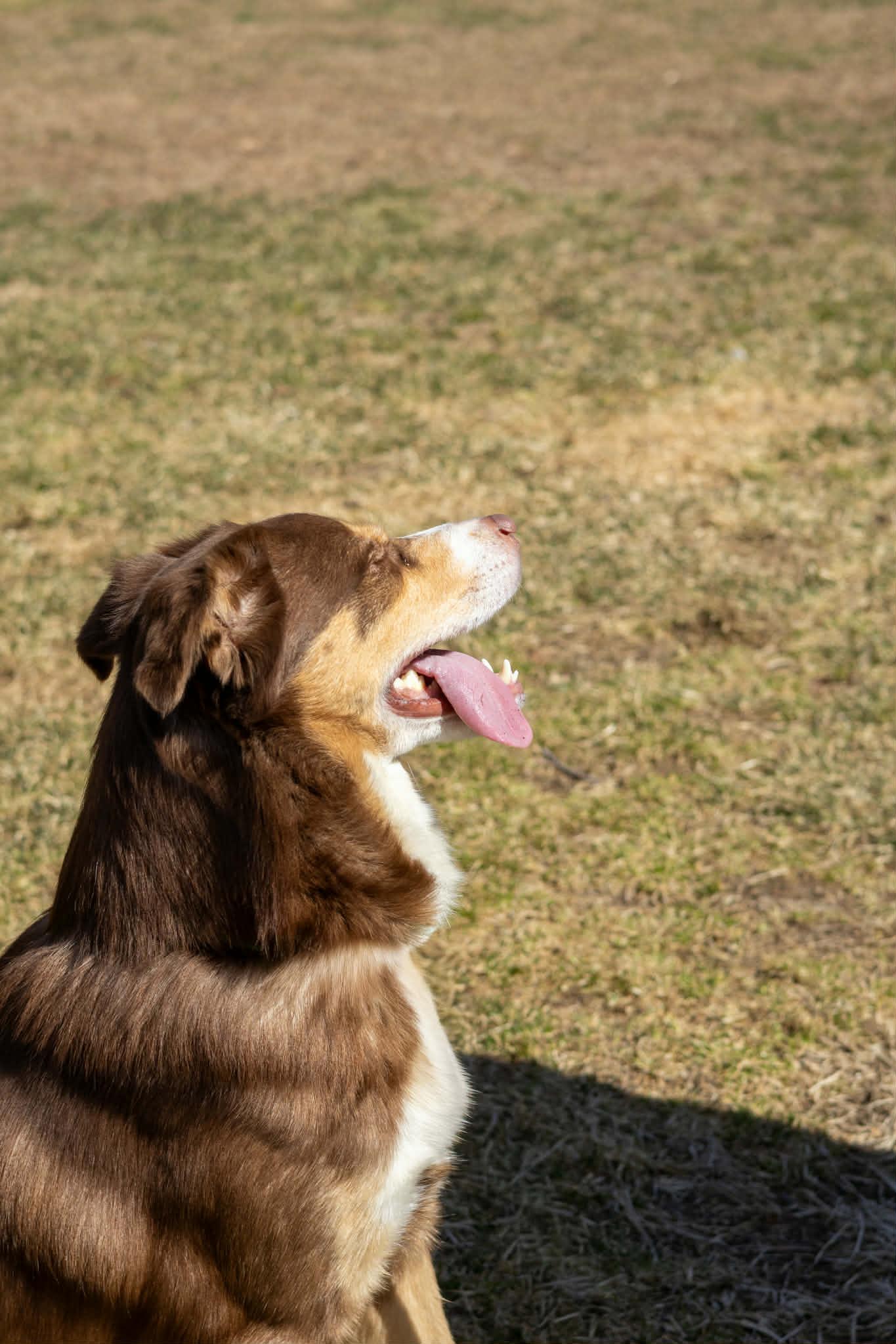 Enlarge Reese, a Adoptable mixed breed in Terryville, CT image 1/6