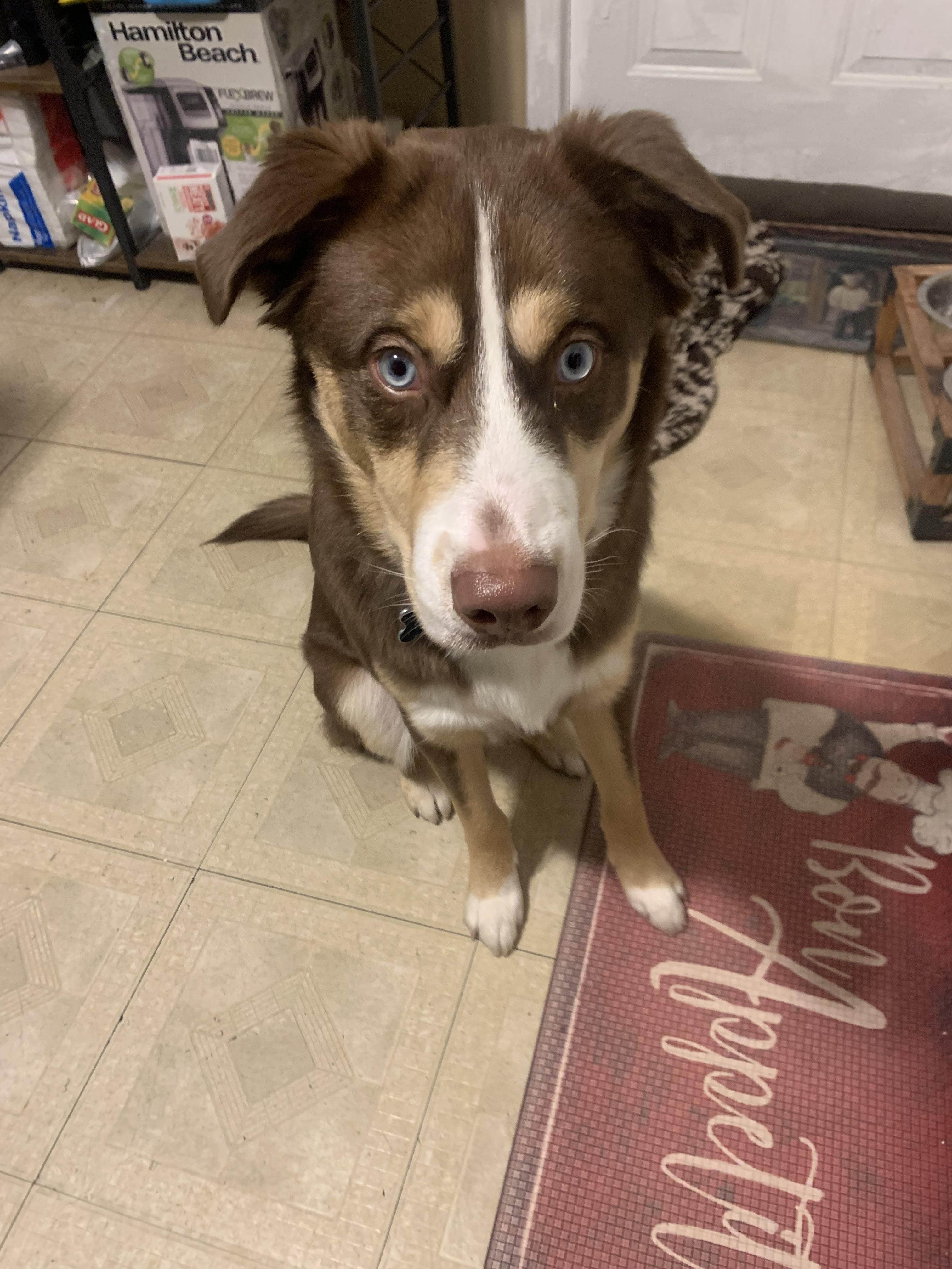 Enlarge Reese, a Adoptable mixed breed in Terryville, CT image 2/6