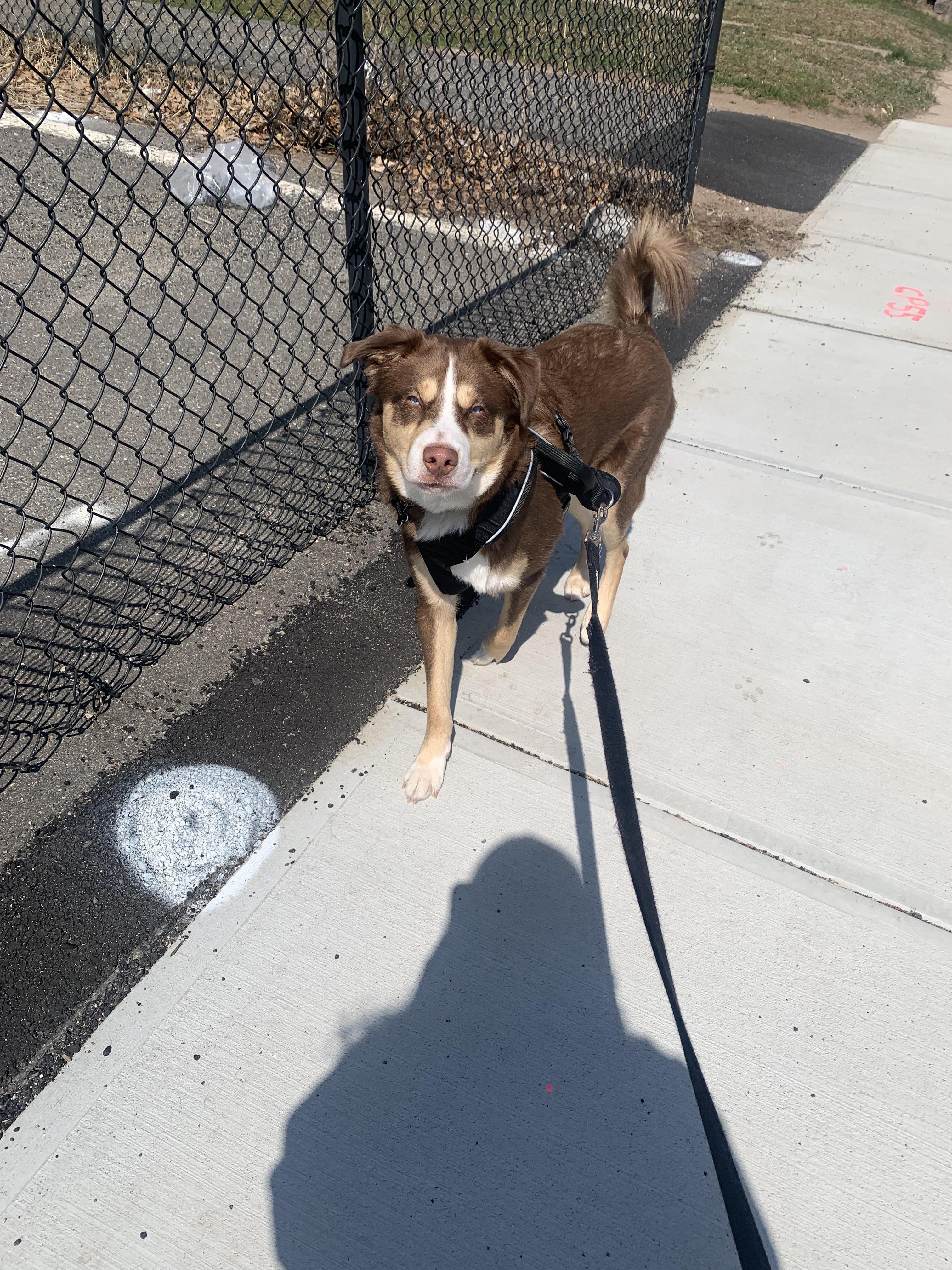 Enlarge Reese, a Adoptable mixed breed in Terryville, CT image 3/6