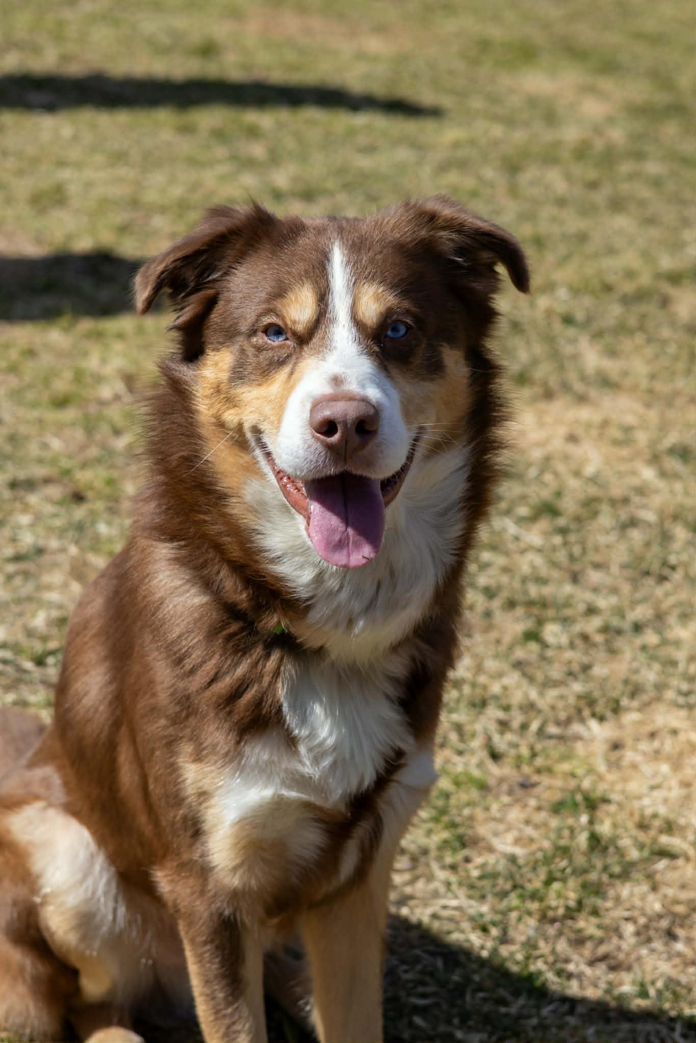 Enlarge Reese, a Adoptable mixed breed in Terryville, CT image 4/6