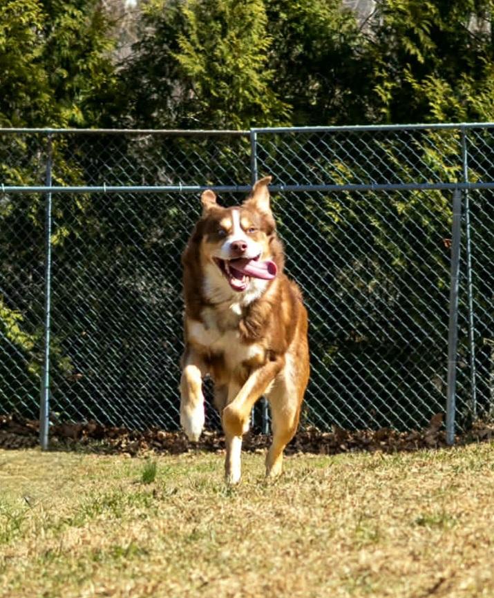 Enlarge Reese, a Adoptable mixed breed in Terryville, CT image 5/6