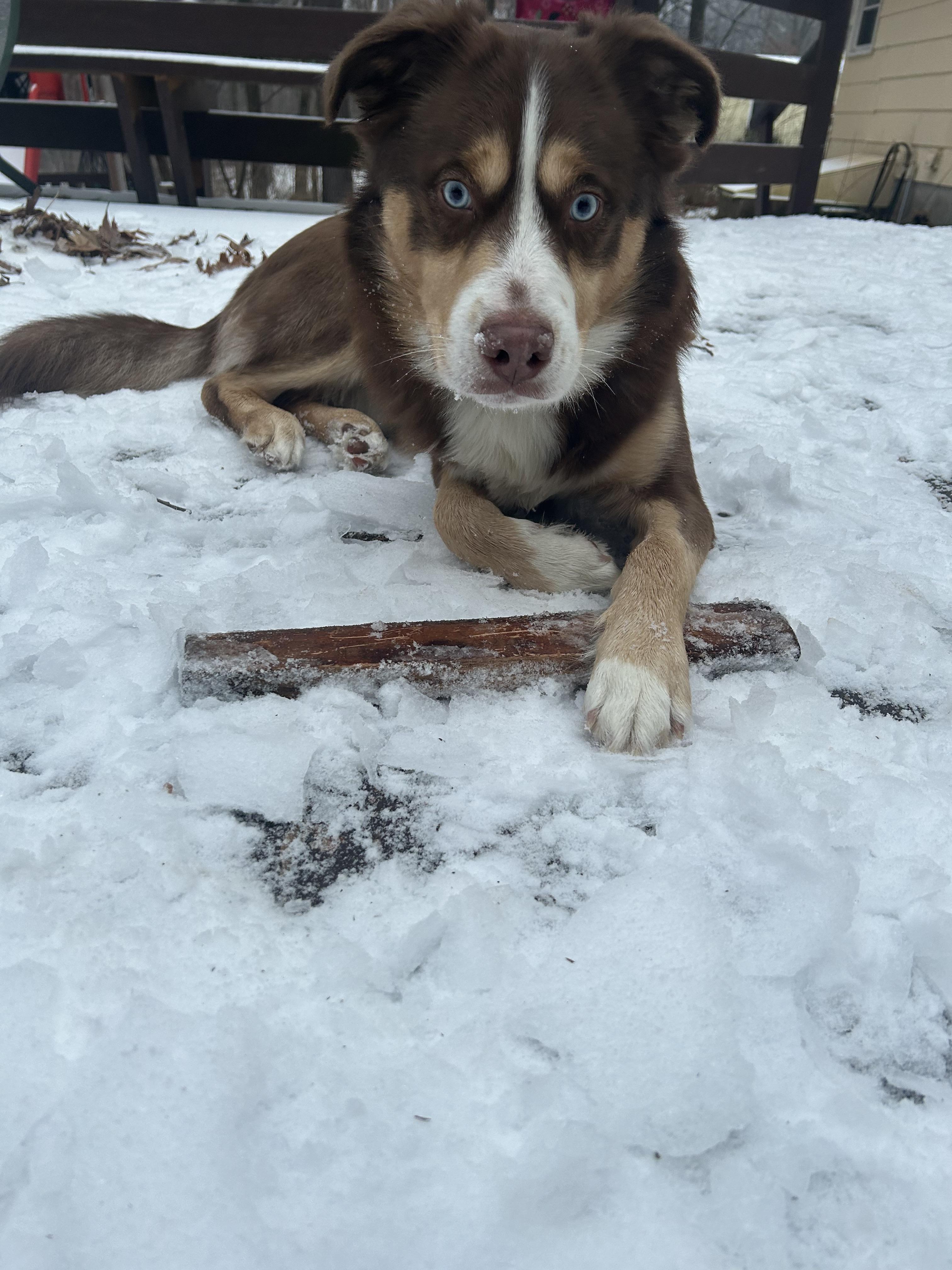 Enlarge Reese, a Adoptable mixed breed in Terryville, CT image 6/6