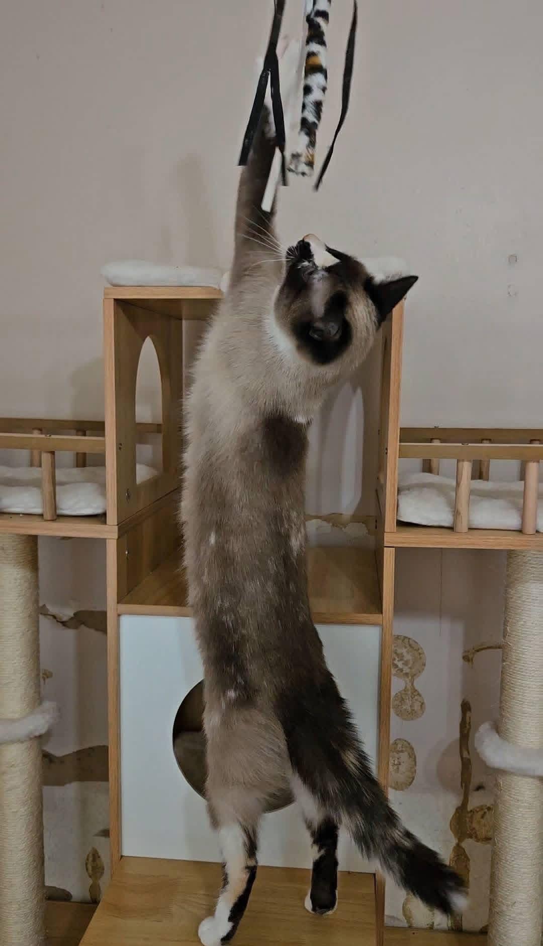 Enlarge Sky, an adopted mixed breed in China Township, MI image 5/5