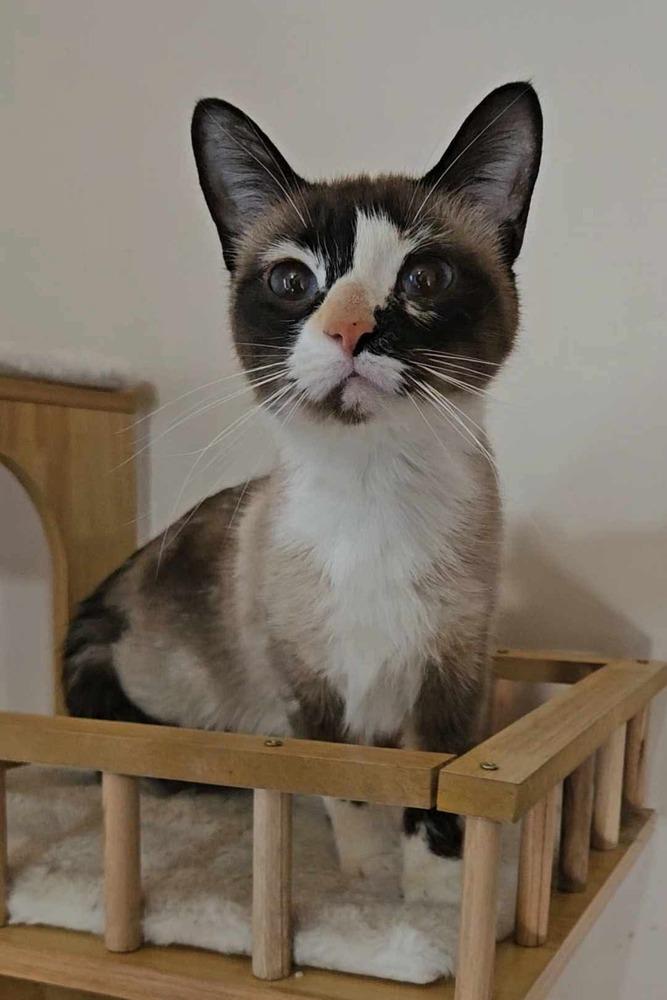 Enlarge Sky, an adopted mixed breed in China Township, MI image 1/5