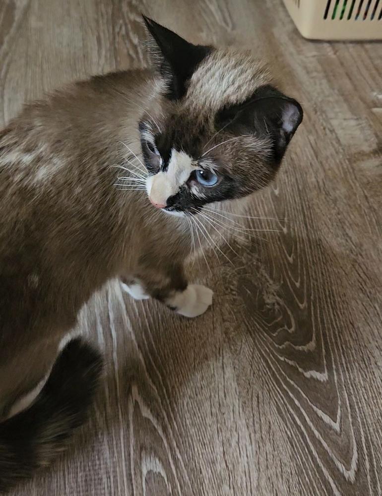 Enlarge Sky, an adopted mixed breed in China Township, MI image 2/5