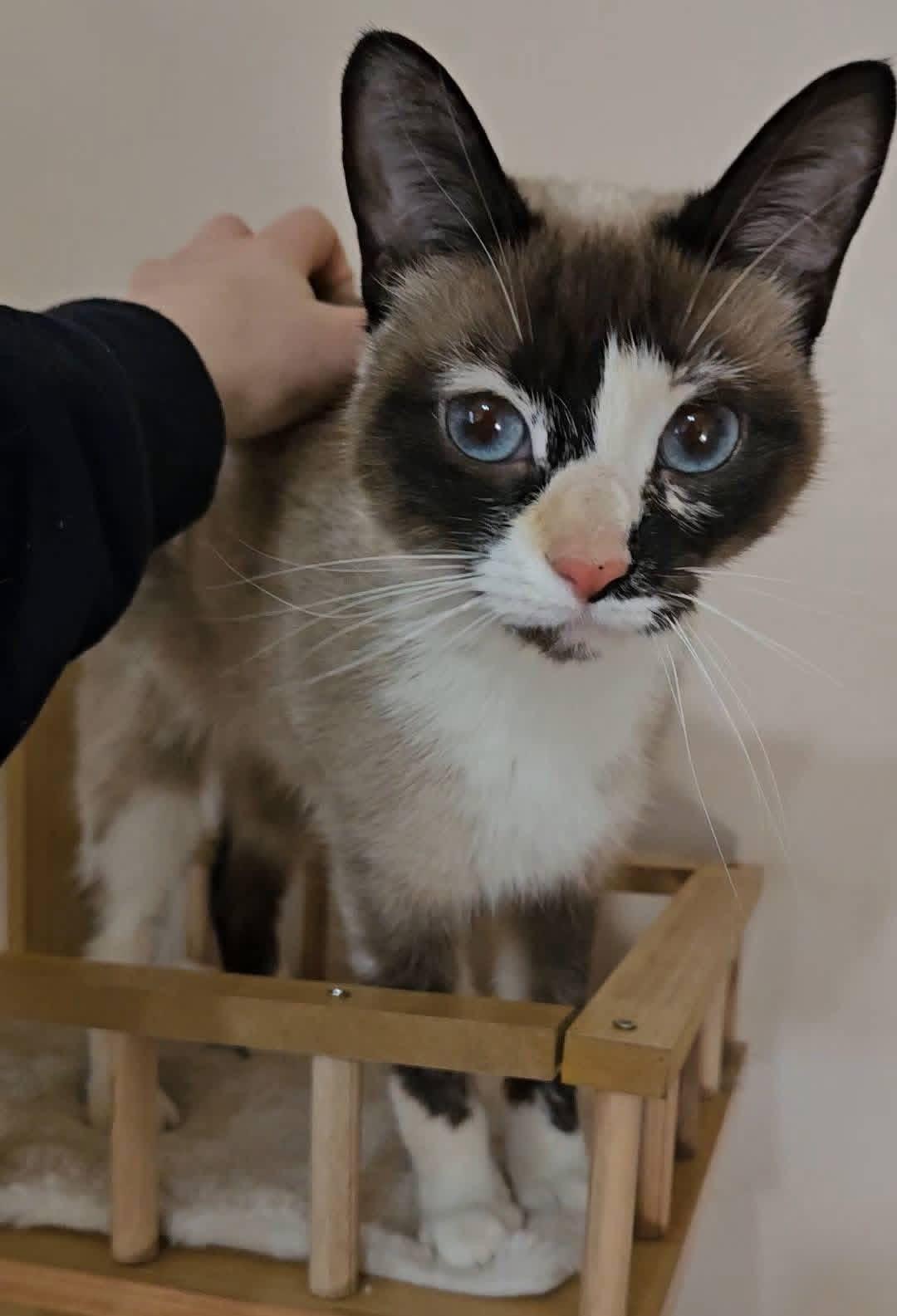 Enlarge Sky, an adopted mixed breed in China Township, MI image 3/5
