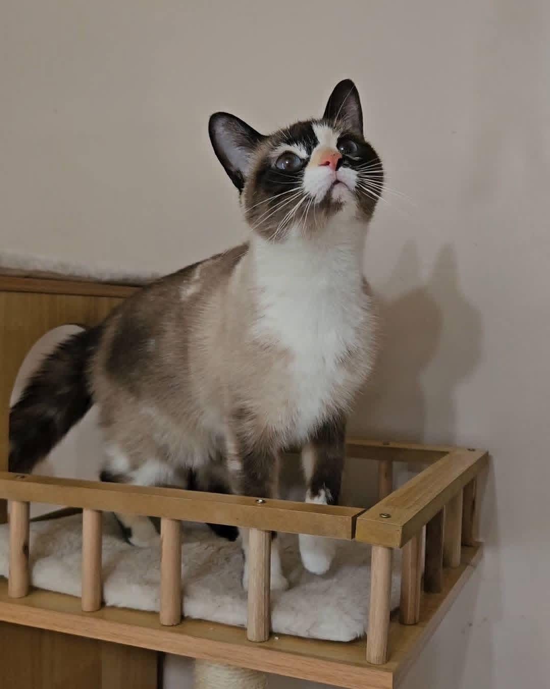 Enlarge Sky, an adopted mixed breed in China Township, MI image 4/5