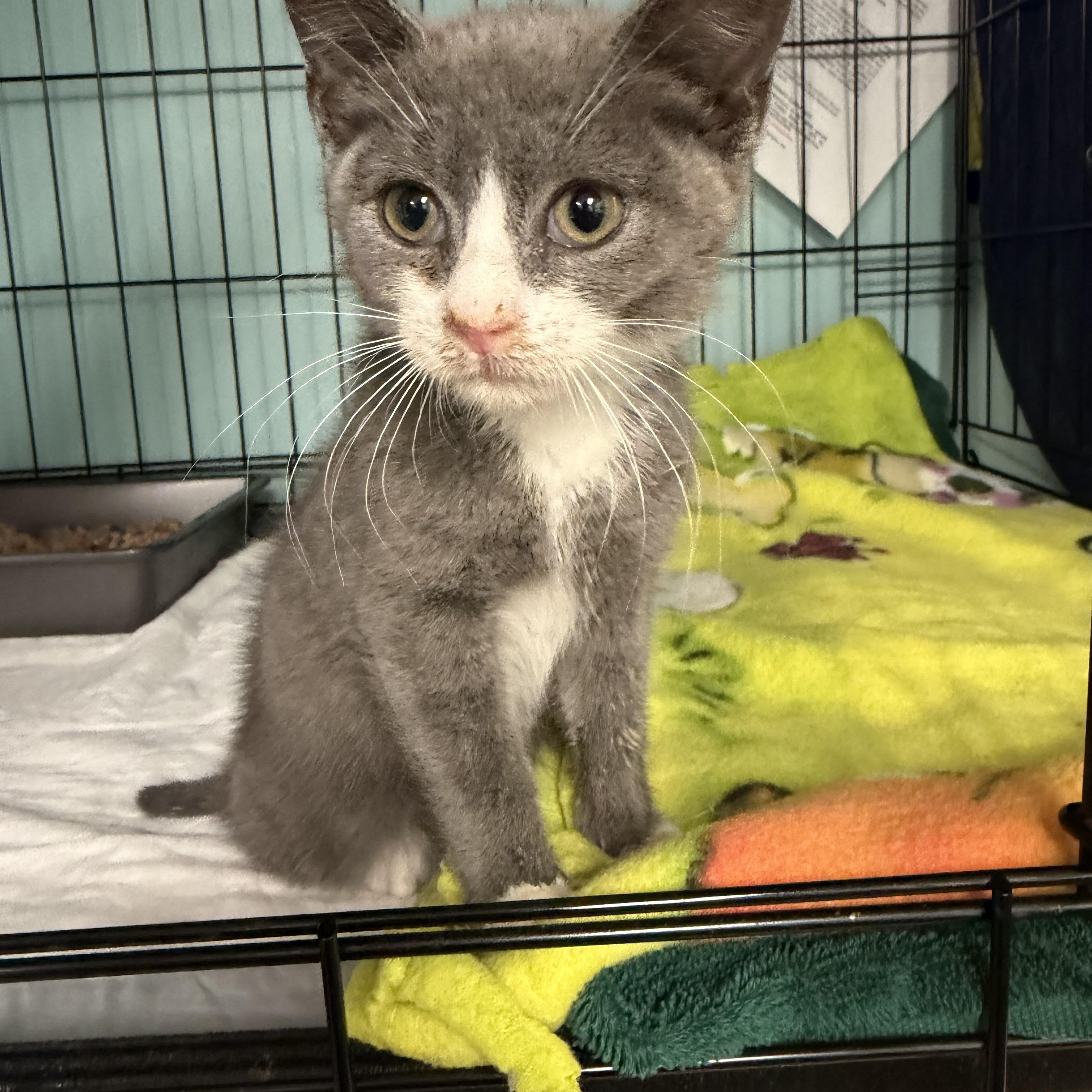 Cats & Kittens for Adoption in Zena, NY | Petfinder