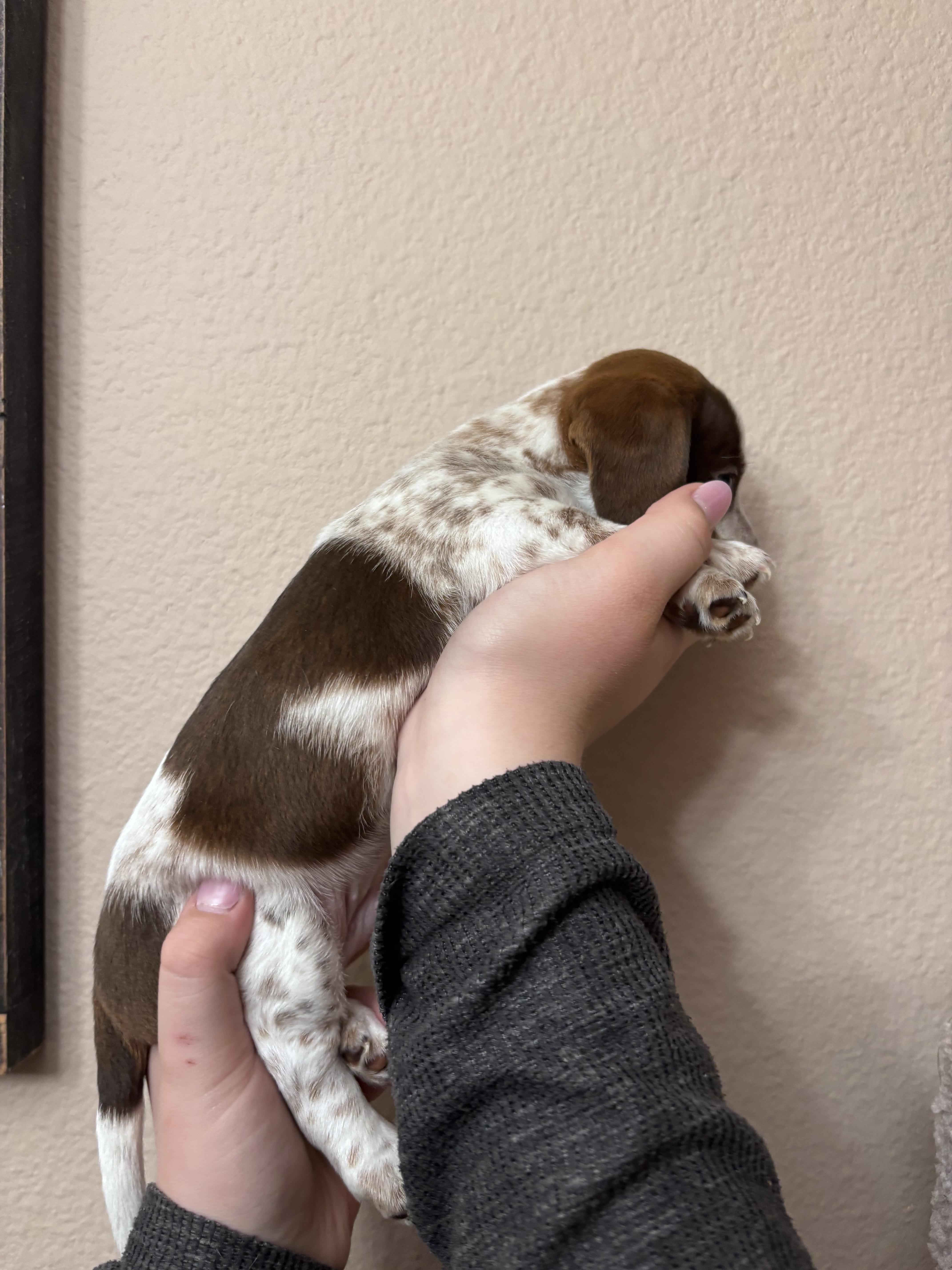 Leo, ADOPTABLE, Puppy Male Dachshund.