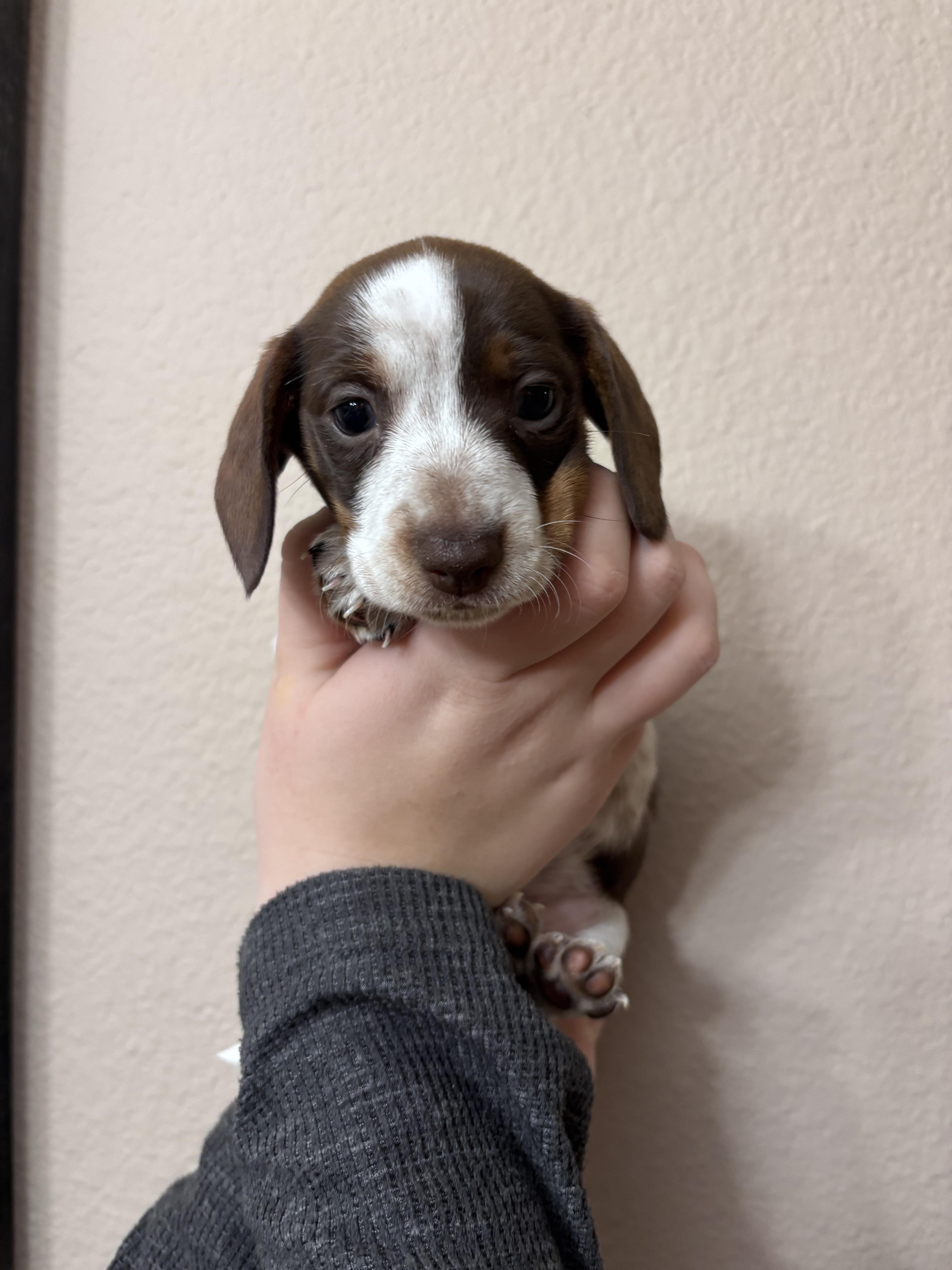 Enlarge Leo, an adopted Dachshund in Corona, CA image 3/3