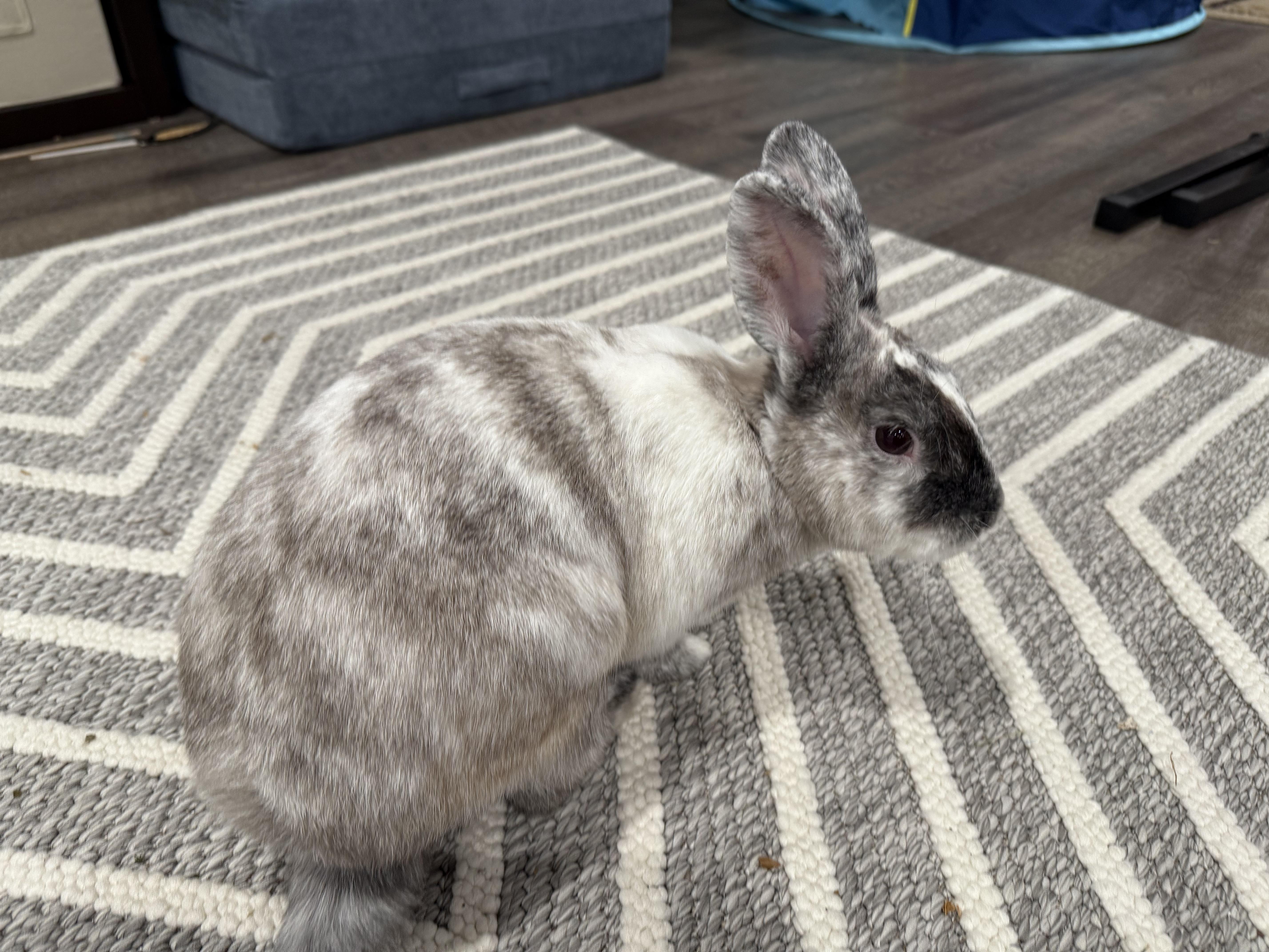 Enlarge Benito, a ADOPTABLE mixed breed in Philadelphia, PA image 2/2