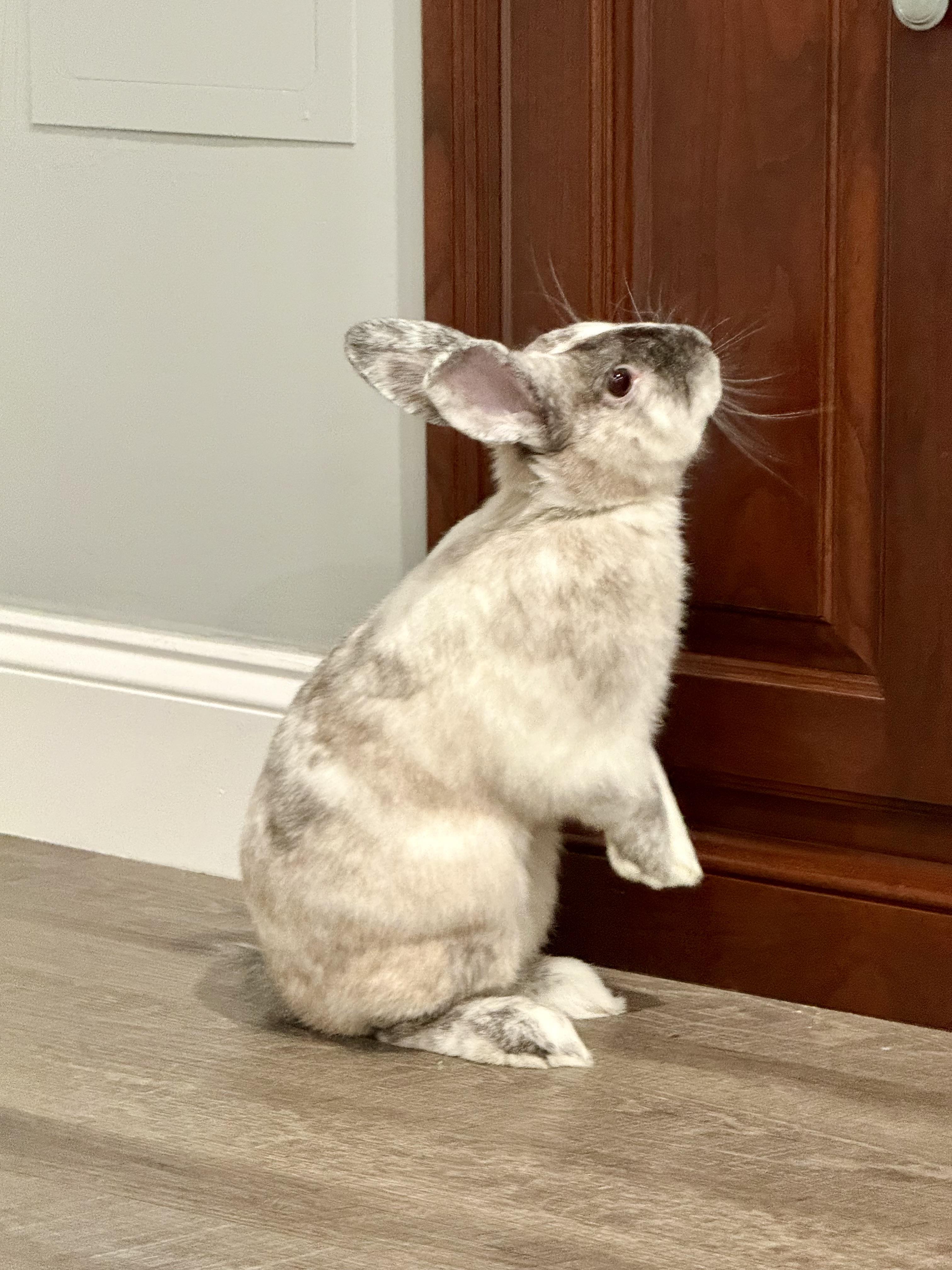 Benito, ADOPTABLE, Young Male Harlequin & Dutch.