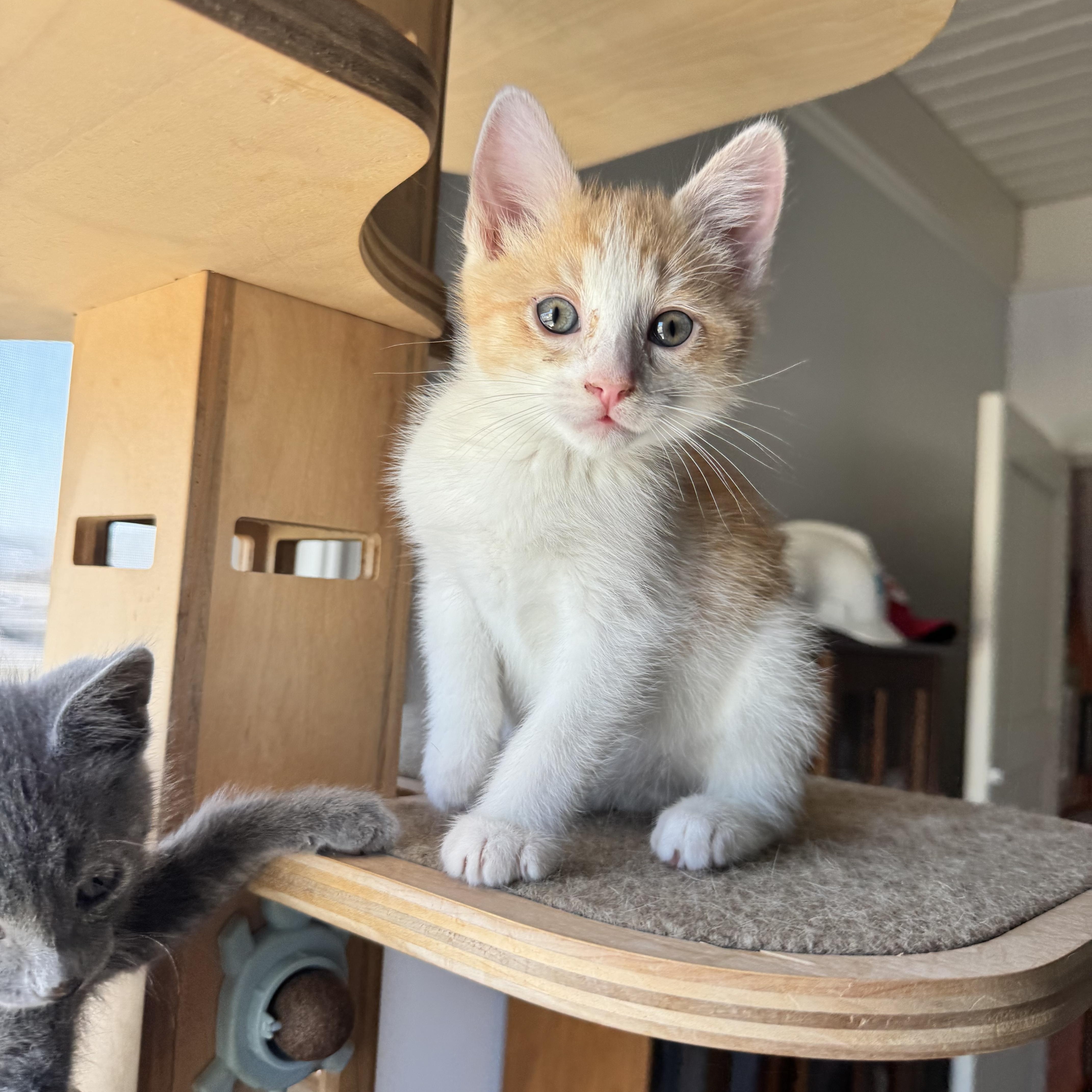 Cheese Ball bonded with Pretzel, a ADOPTABLE Domestic Short Hair in San Francisco, CA image 2/2