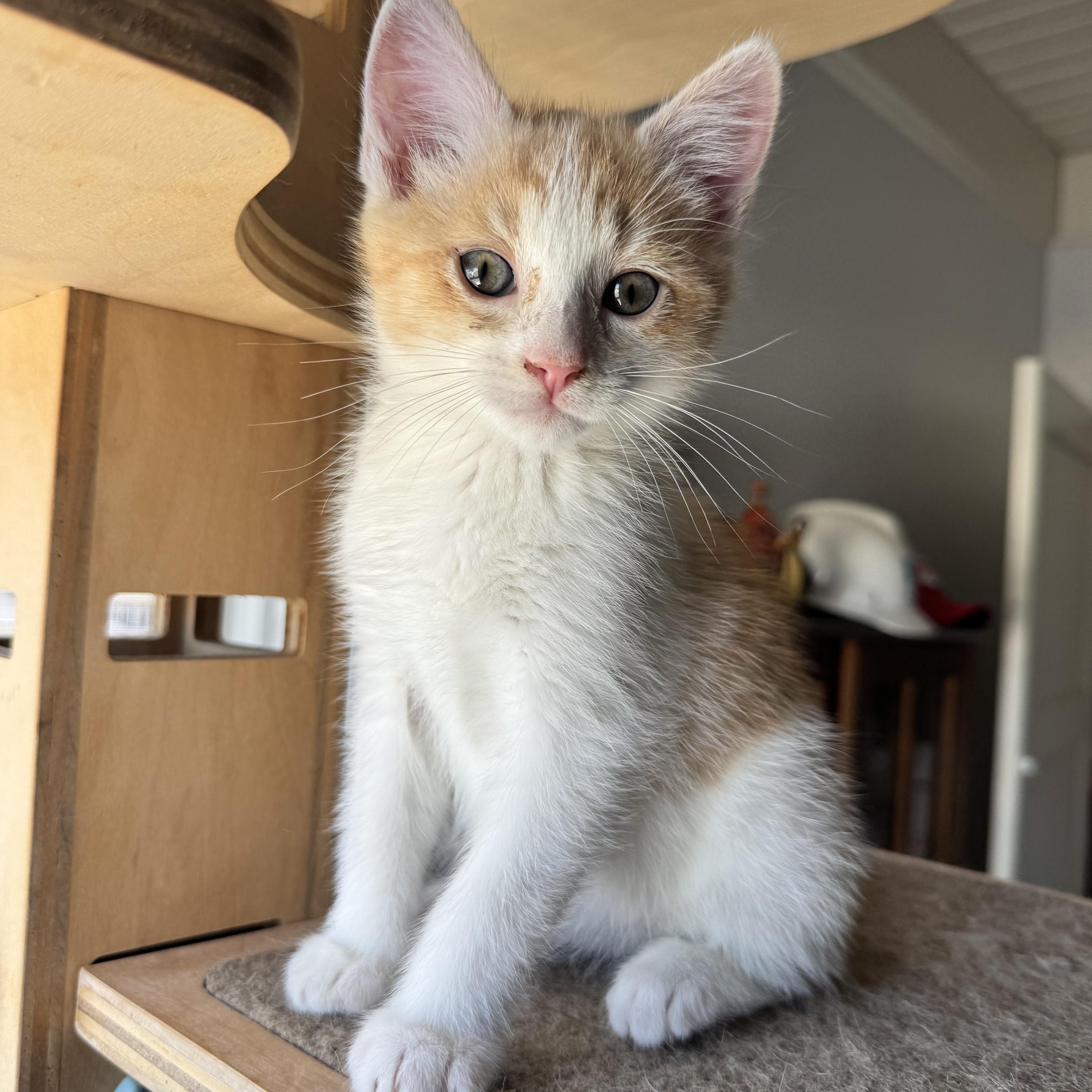 Cheese Ball bonded with Pretzel, ADOPTABLE, Kitten Male Domestic Short Hair.