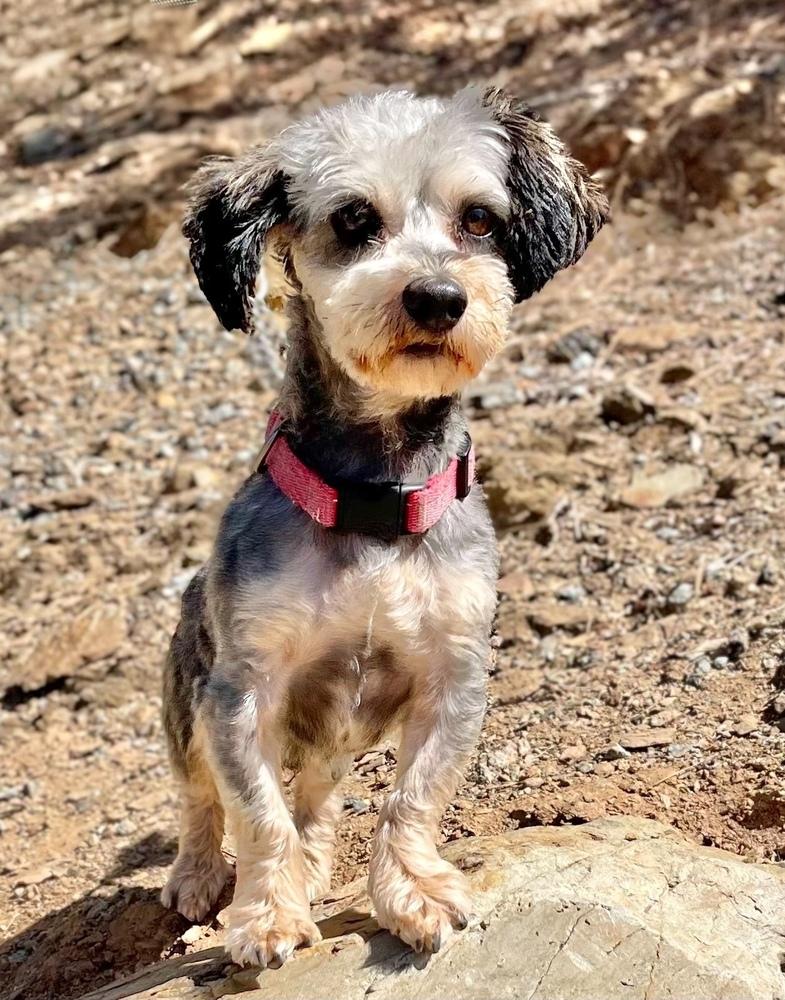 Cole, Adoptable, Adult Male Poodle & Schnauzer.