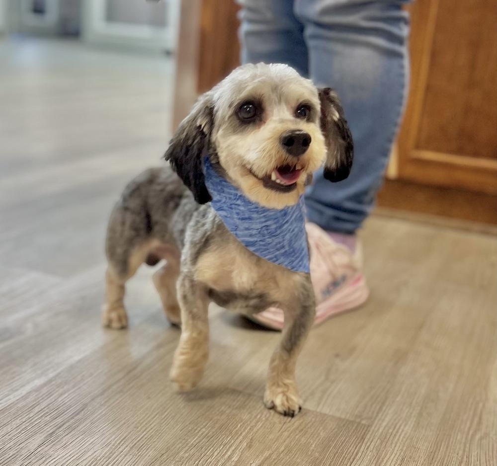 Enlarge Cole, a Adoptable mixed breed in Jamestown, CA image 2/5