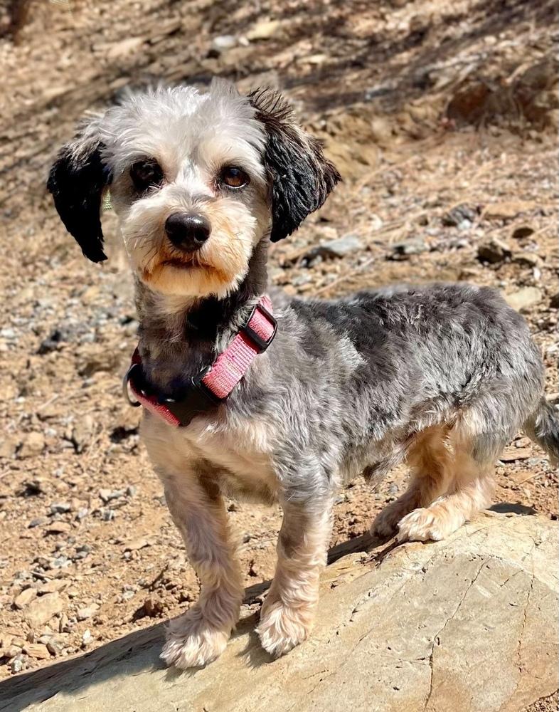Enlarge Cole, a Adoptable mixed breed in Jamestown, CA image 5/5