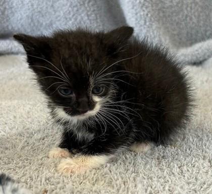 Floyd, Adoptable, Kitten Male Domestic Short Hair & Domestic Short Hair.