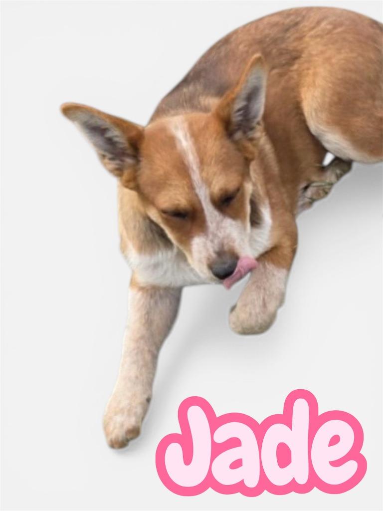 JADE, Adoptable, Puppy Female Australian Cattle Dog / Blue Heeler.