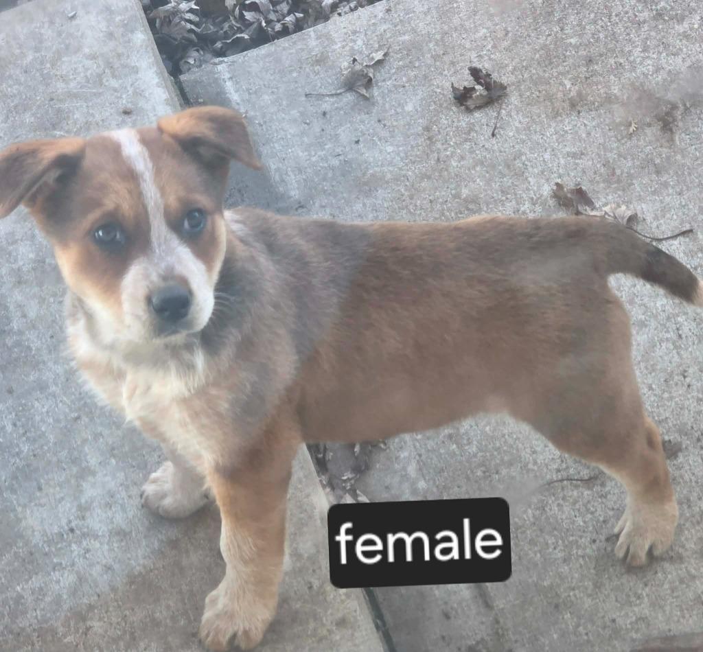 Enlarge JADE, a Adoptable Australian Cattle Dog / Blue Heeler in Moberly, MO image 2/2