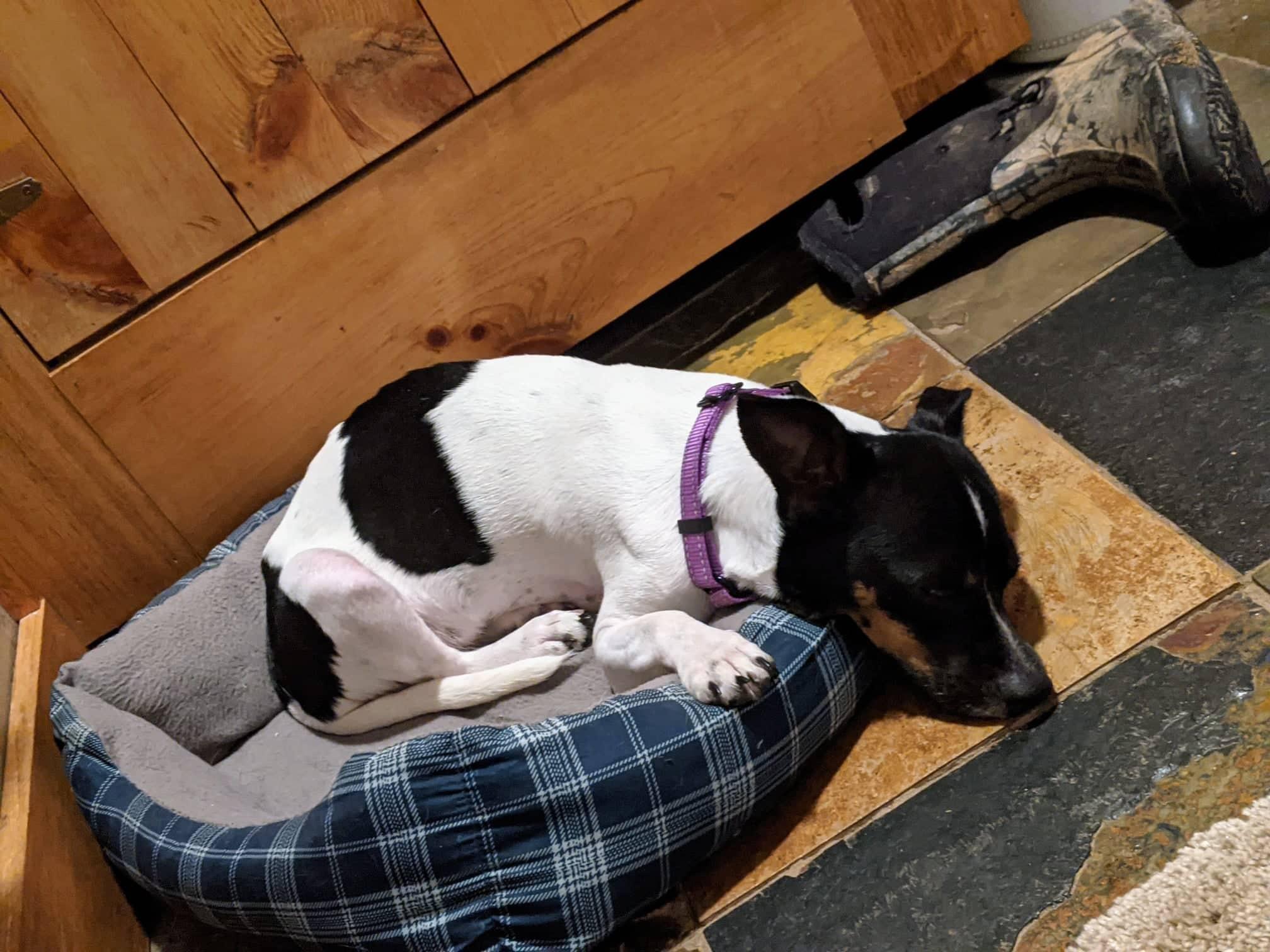 Calliope, Adopted, Senior Female Chihuahua & Rat Terrier.
