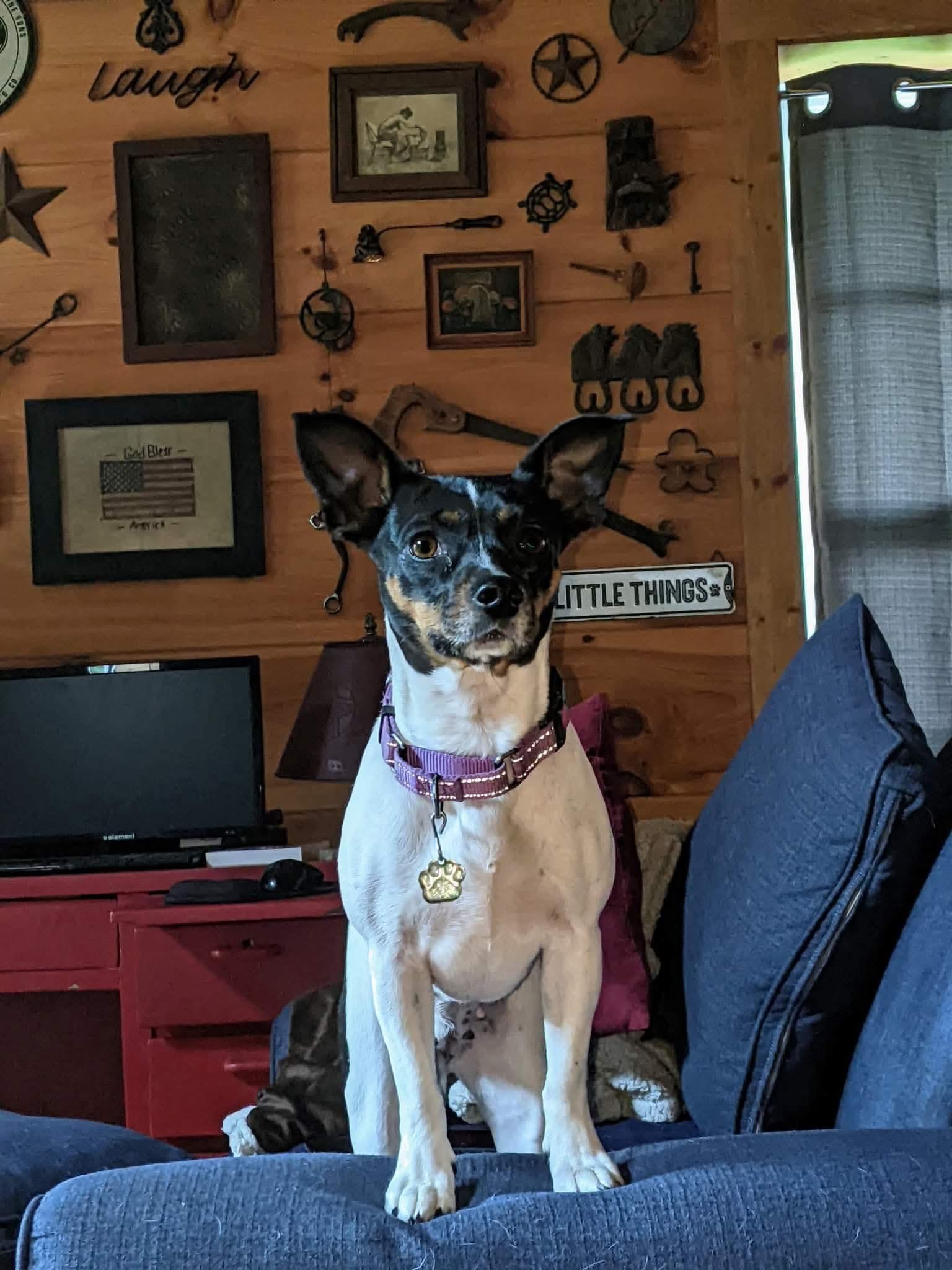 Enlarge Calliope, a Adopted mixed breed in Richmond, KY image 2/2
