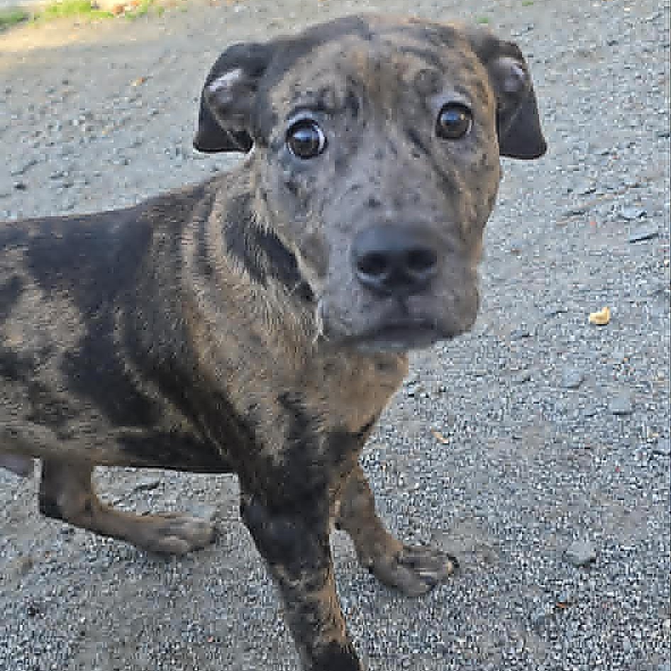 Tate, an adoptable mixed breed in Orange, VA image 6/6