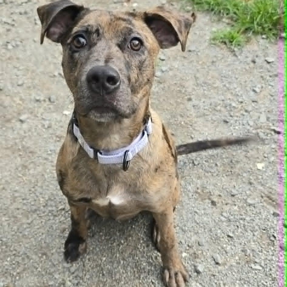 Tate, an adoptable mixed breed in Orange, VA image 4/6