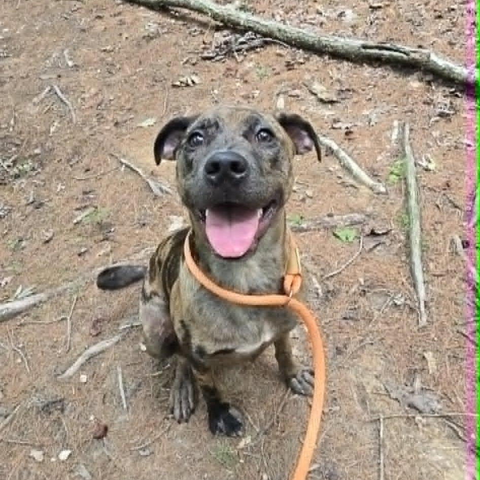 Tate, an adoptable mixed breed in Orange, VA image 2/6