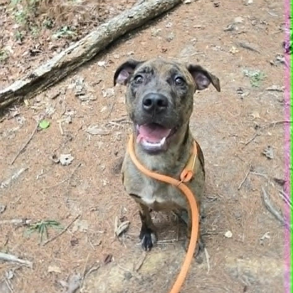Tate, adoptable, Young Male Catahoula Leopard Dog.
