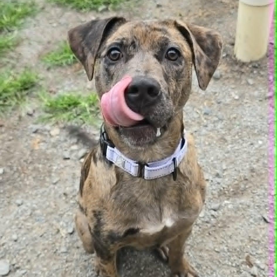 Tate, an adoptable mixed breed in Orange, VA image 3/6