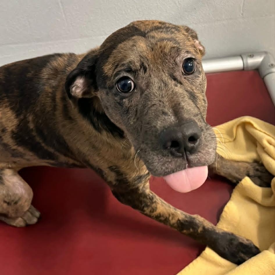 Tate, an adoptable mixed breed in Orange, VA image 5/6