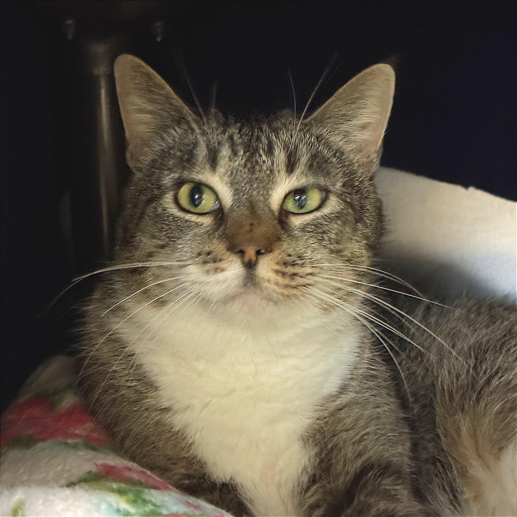 Party Rock, Adoptable, Adult Female Domestic Short Hair.