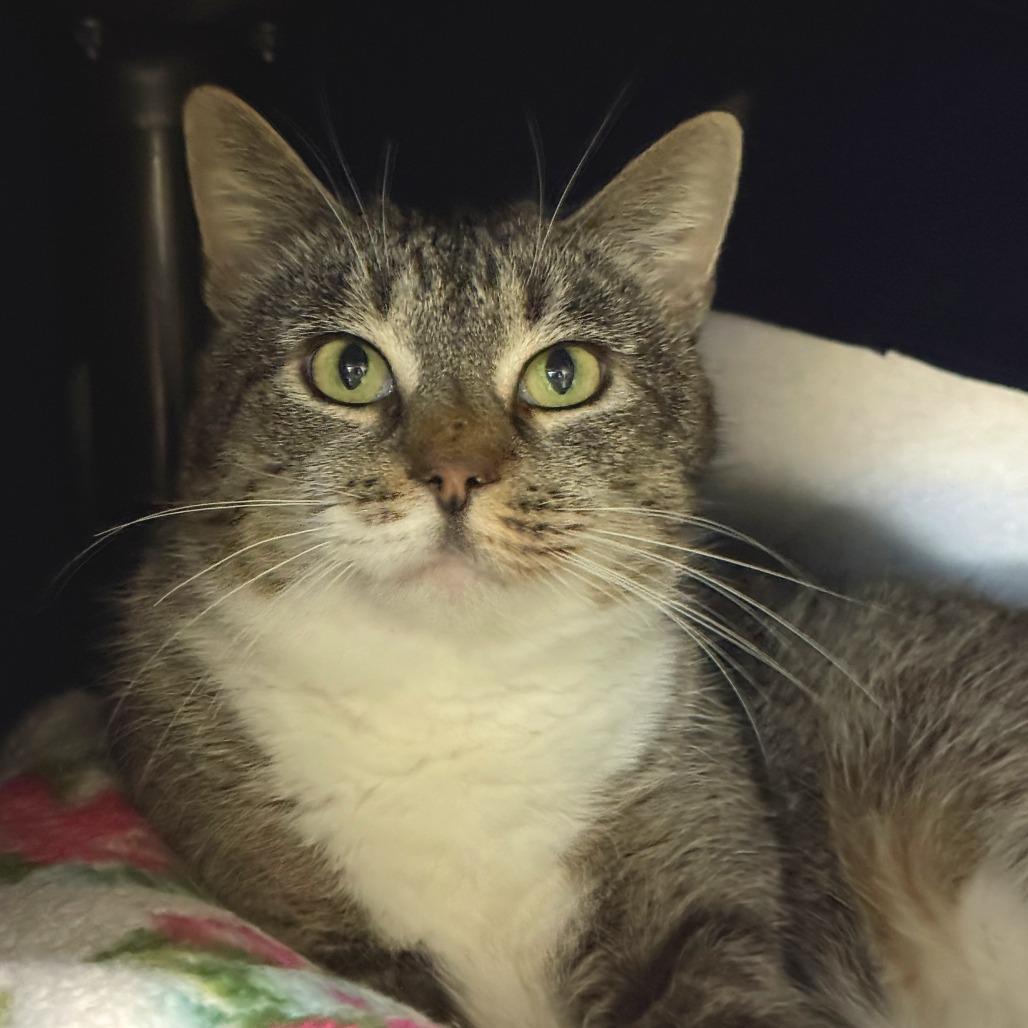Enlarge Party Rock, a Adoptable Domestic Short Hair in Charlottesville, VA image 2/4