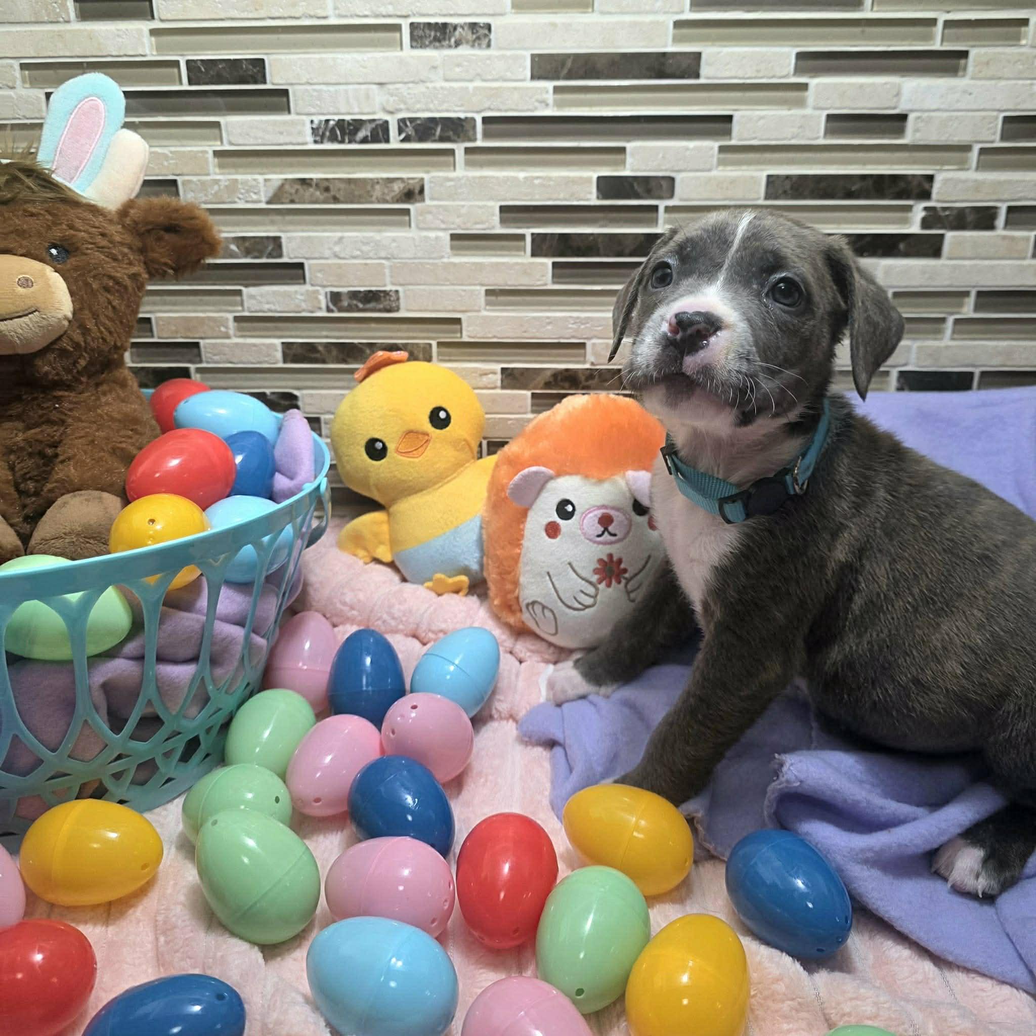 Capri, Adoptable, Puppy Female Cane Corso & Pit Bull Terrier.