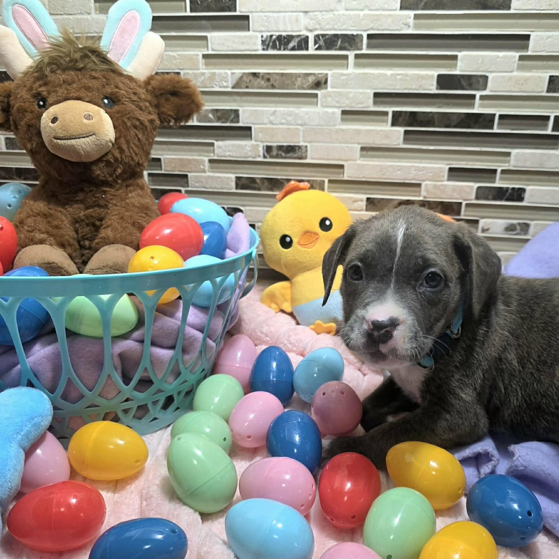 Enlarge Capri, a Adoptable mixed breed in Bryan, TX image 3/3