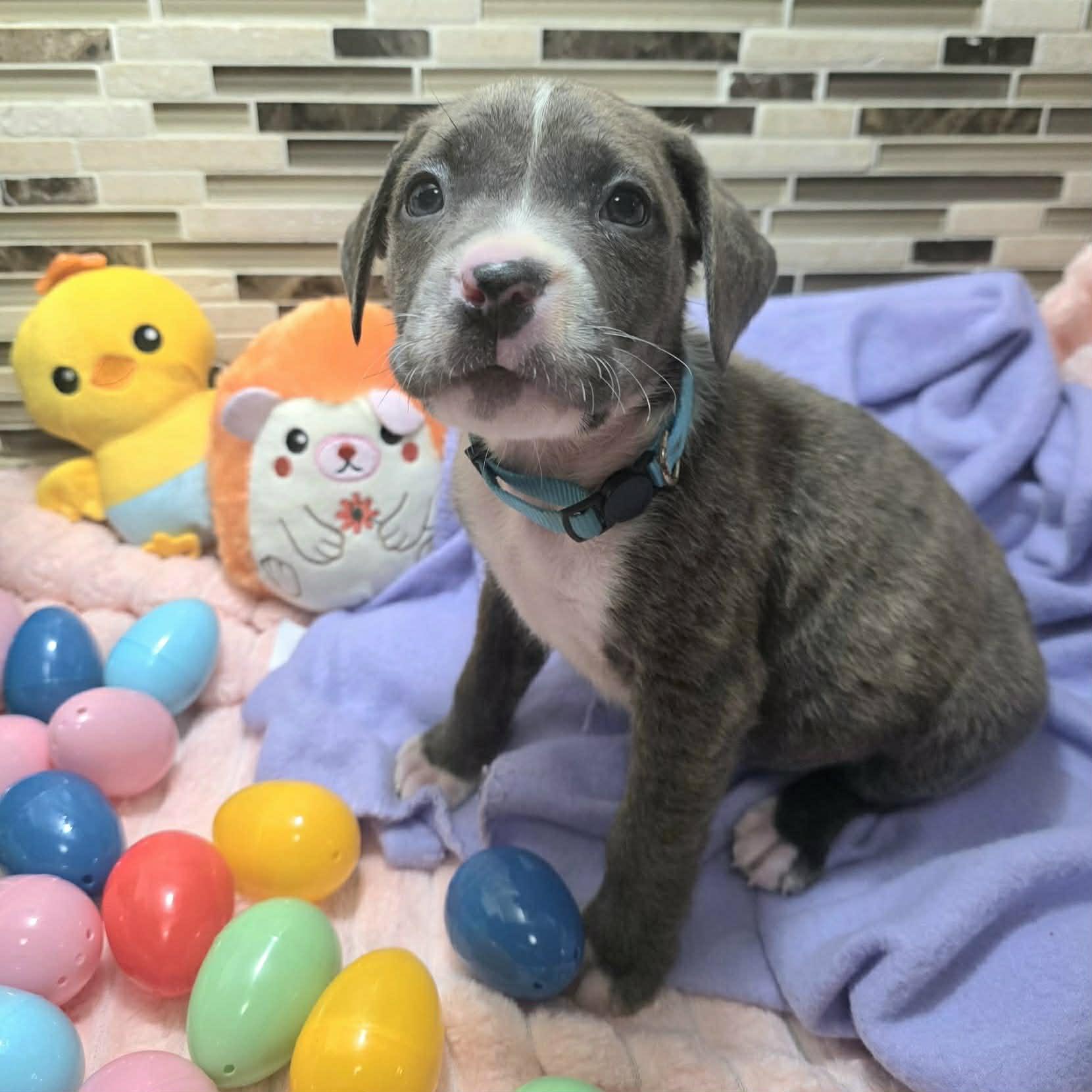 Enlarge Capri, a Adoptable mixed breed in Bryan, TX image 2/3