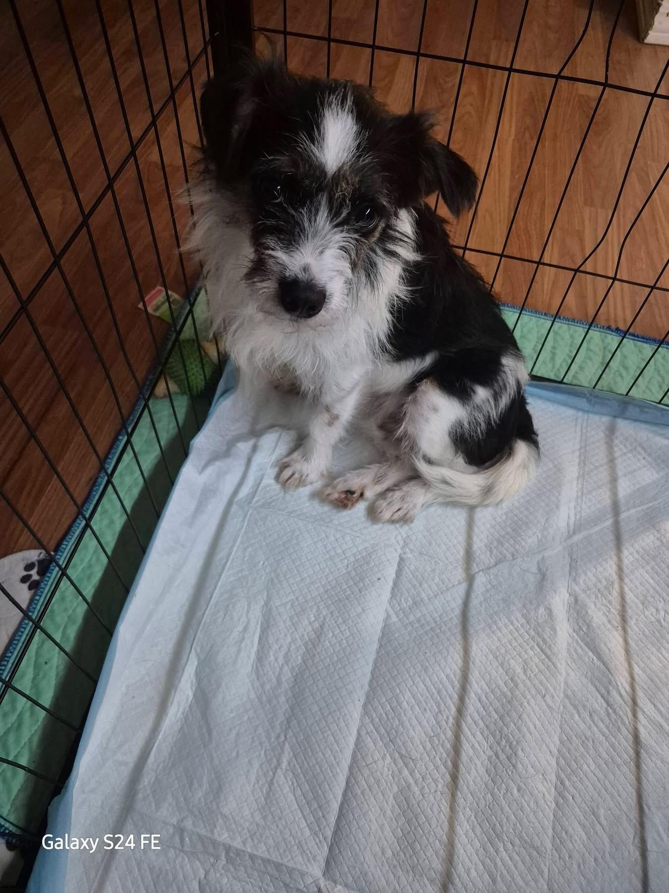 Syd, Adoptable, Adult Male Jack Russell Terrier.