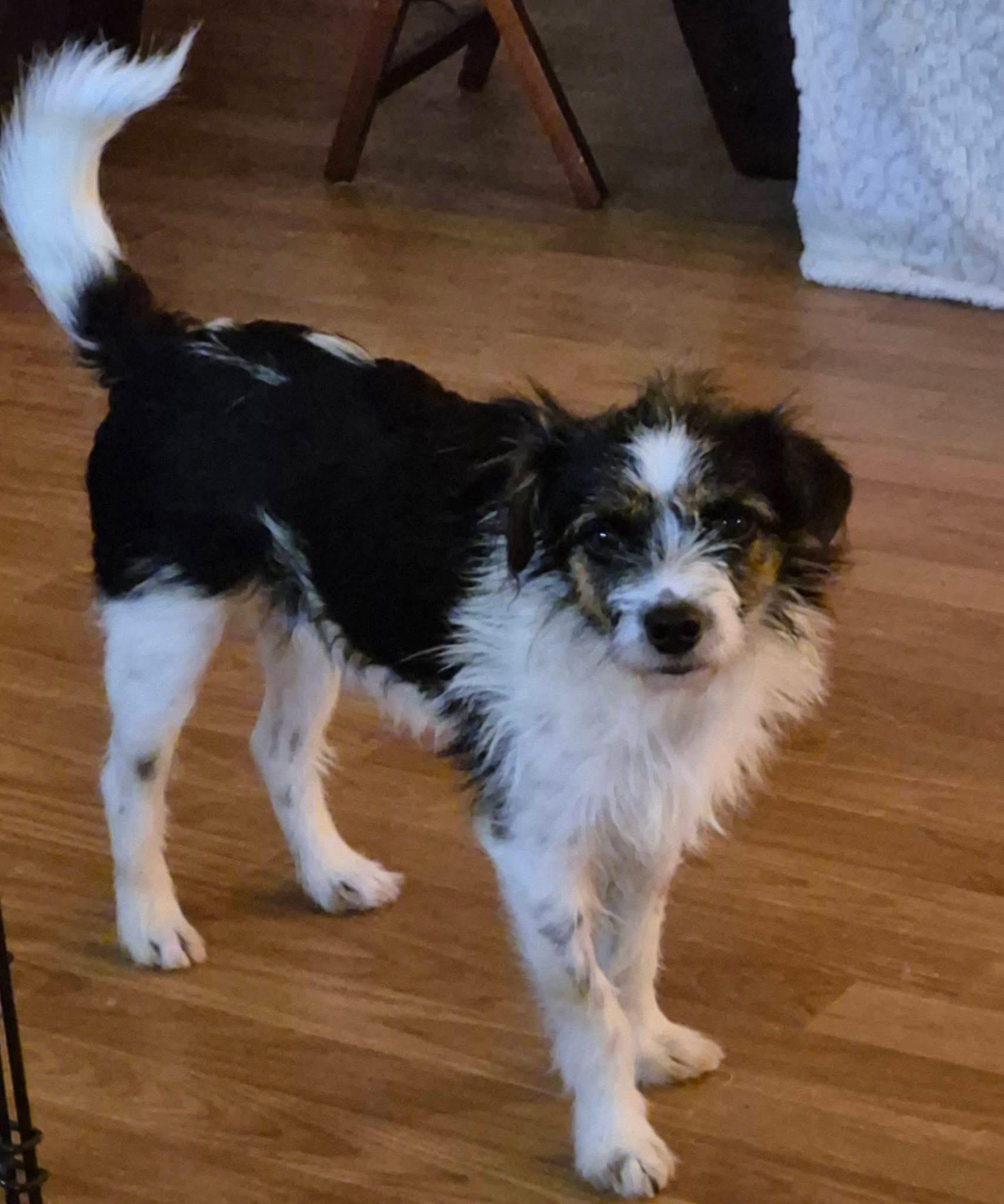 Enlarge Syd, a Adoptable Jack Russell Terrier in Knoxville, TN image 1/2