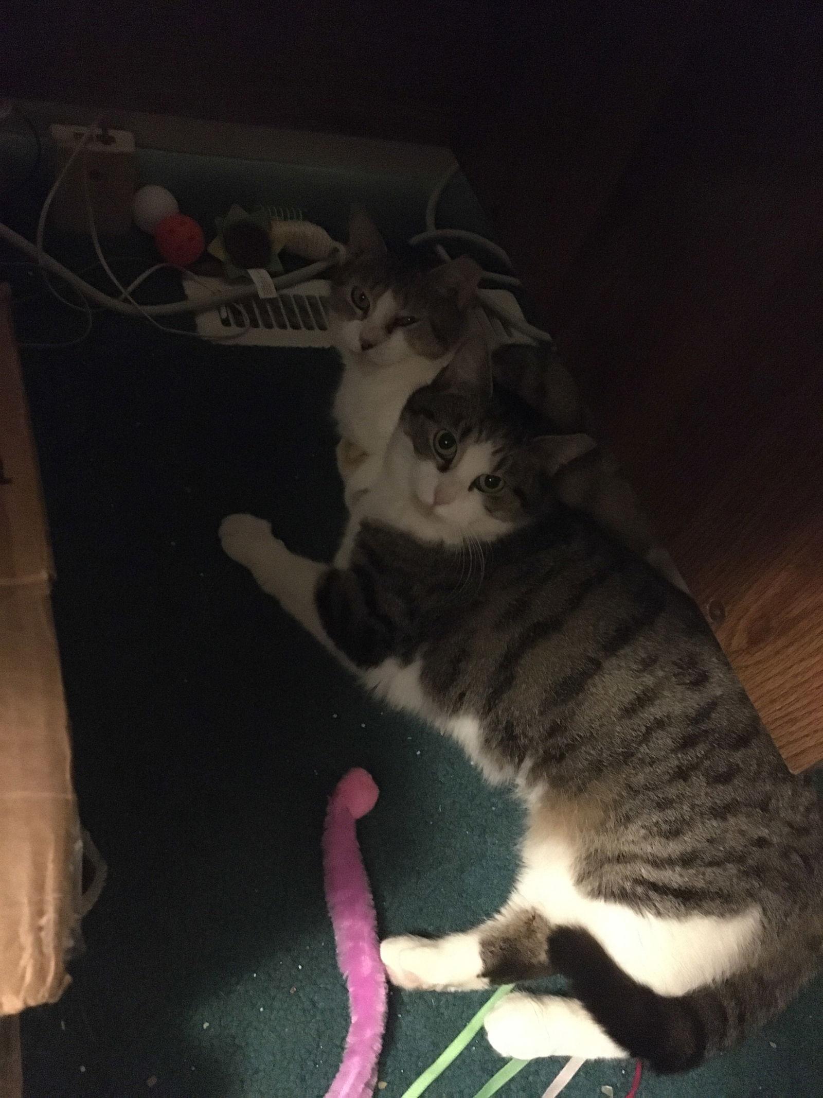 Katie Bonded w/Pearl, Adoptable, Adult Female Domestic Medium Hair.