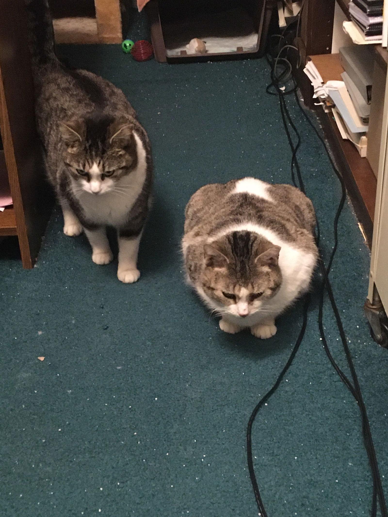 Enlarge Katie Bonded w/Pearl, a Adoptable Domestic Medium Hair in Macedonia, OH image 2/3