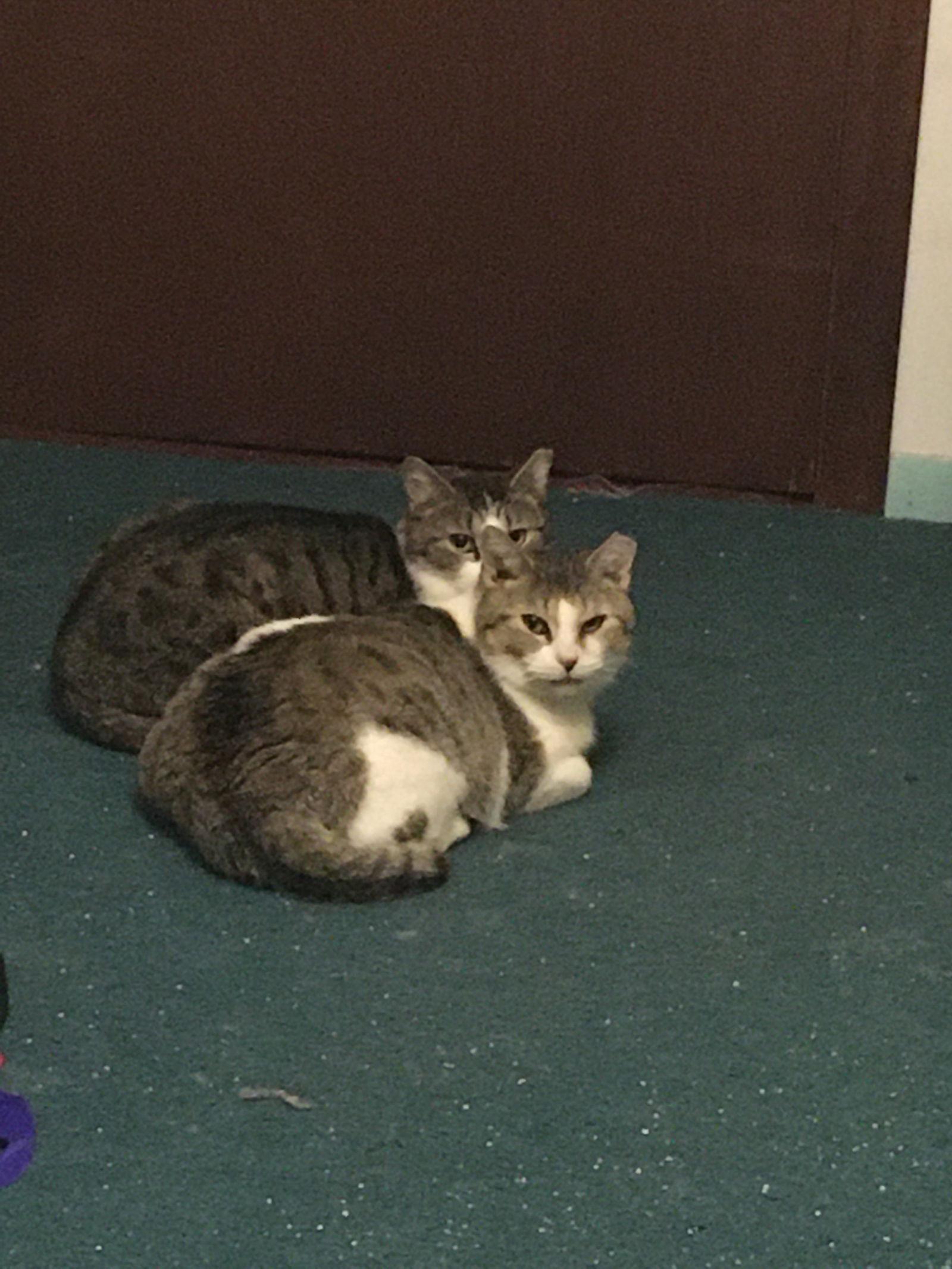 Enlarge Katie Bonded w/Pearl, a Adoptable Domestic Medium Hair in Macedonia, OH image 3/3