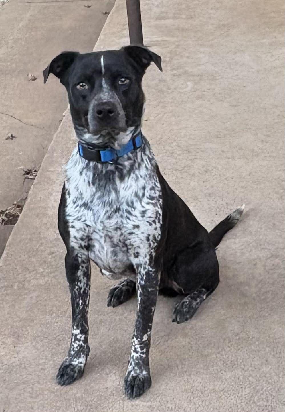 Clyde, Adoptable, Adult Male Australian Cattle Dog / Blue Heeler.