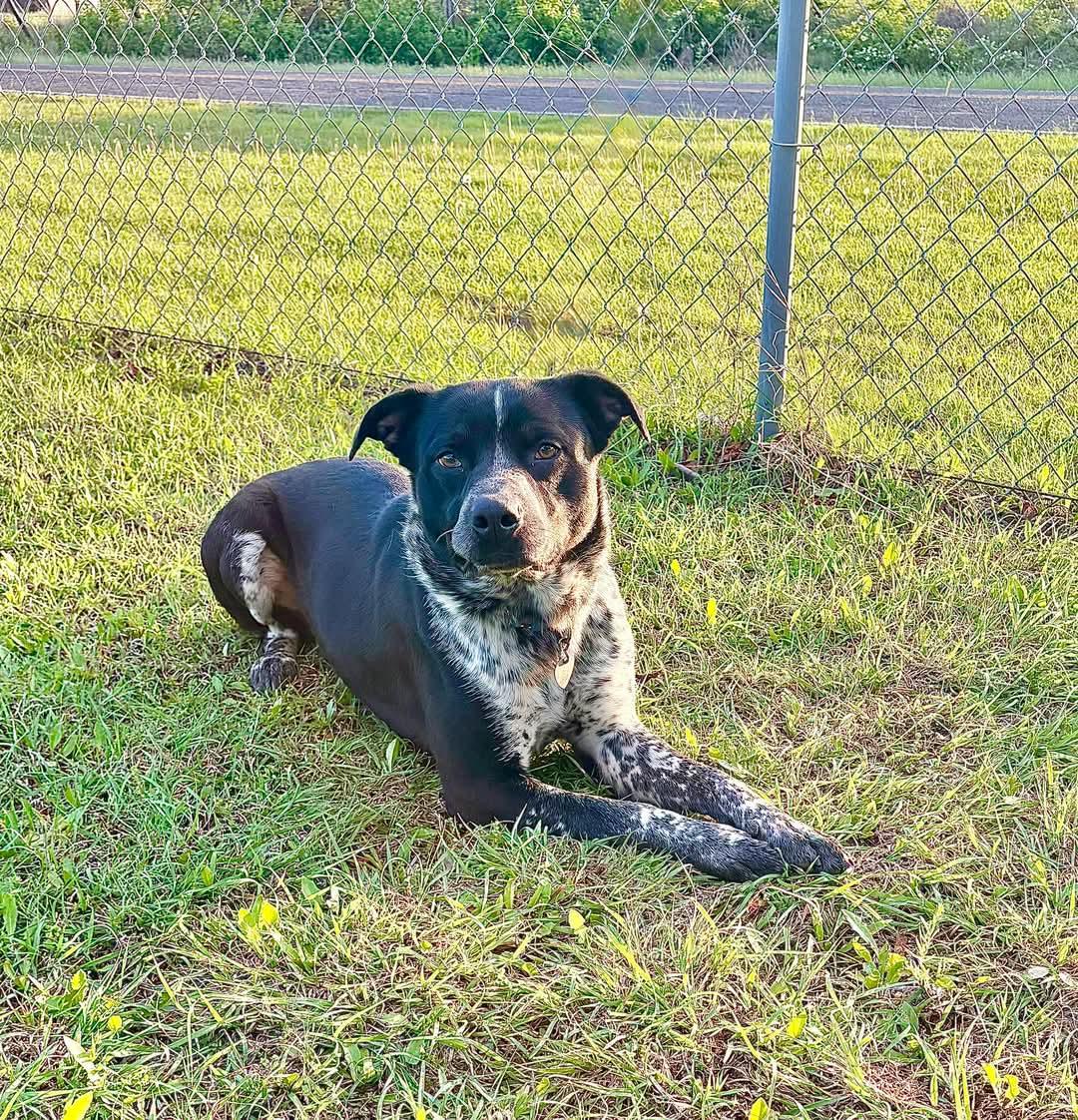 Clyde, Adoptable, Adult Male Australian Cattle Dog / Blue Heeler.